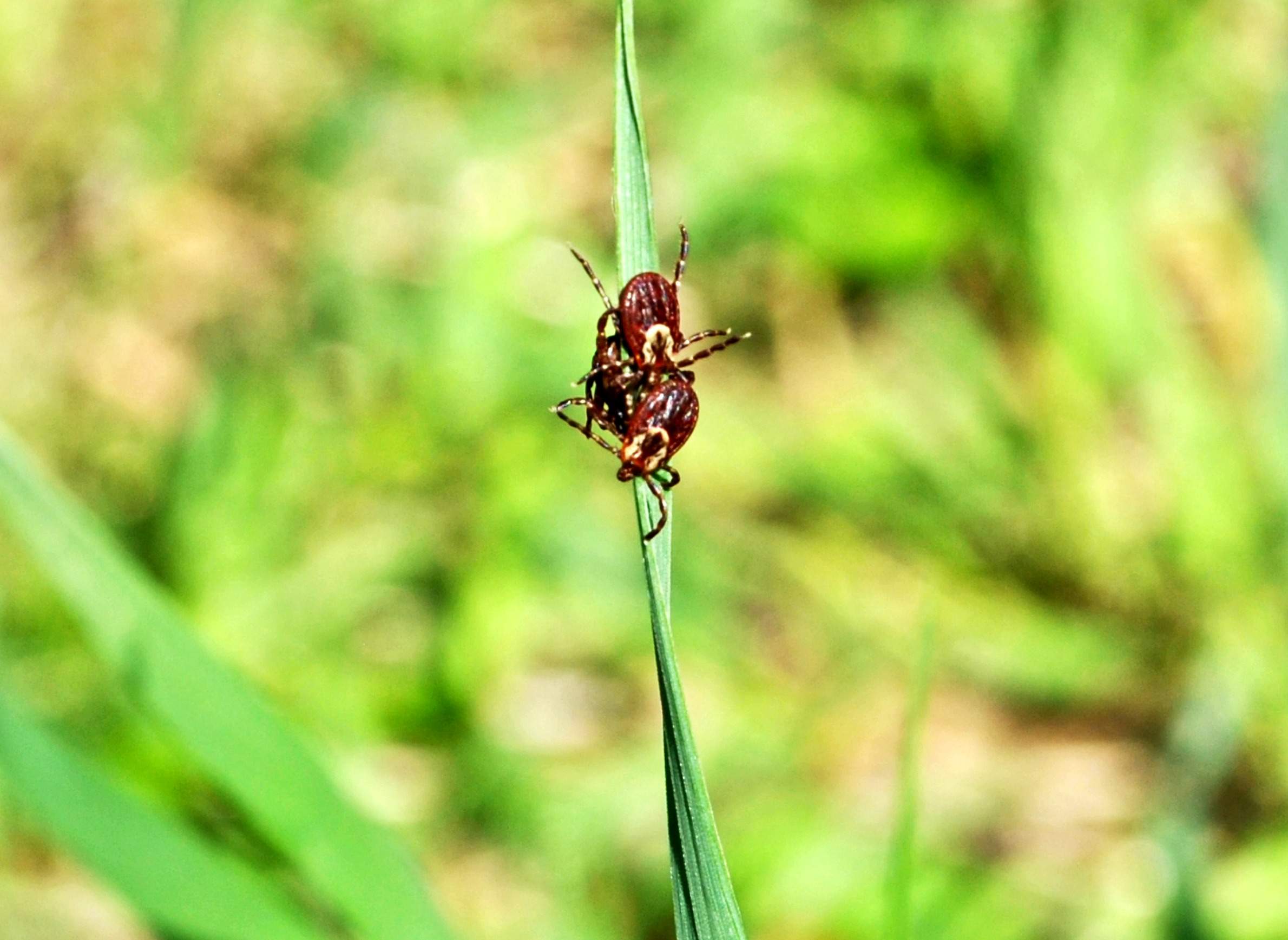 The ABCs Of Tick Season In Wisconsin WisContext