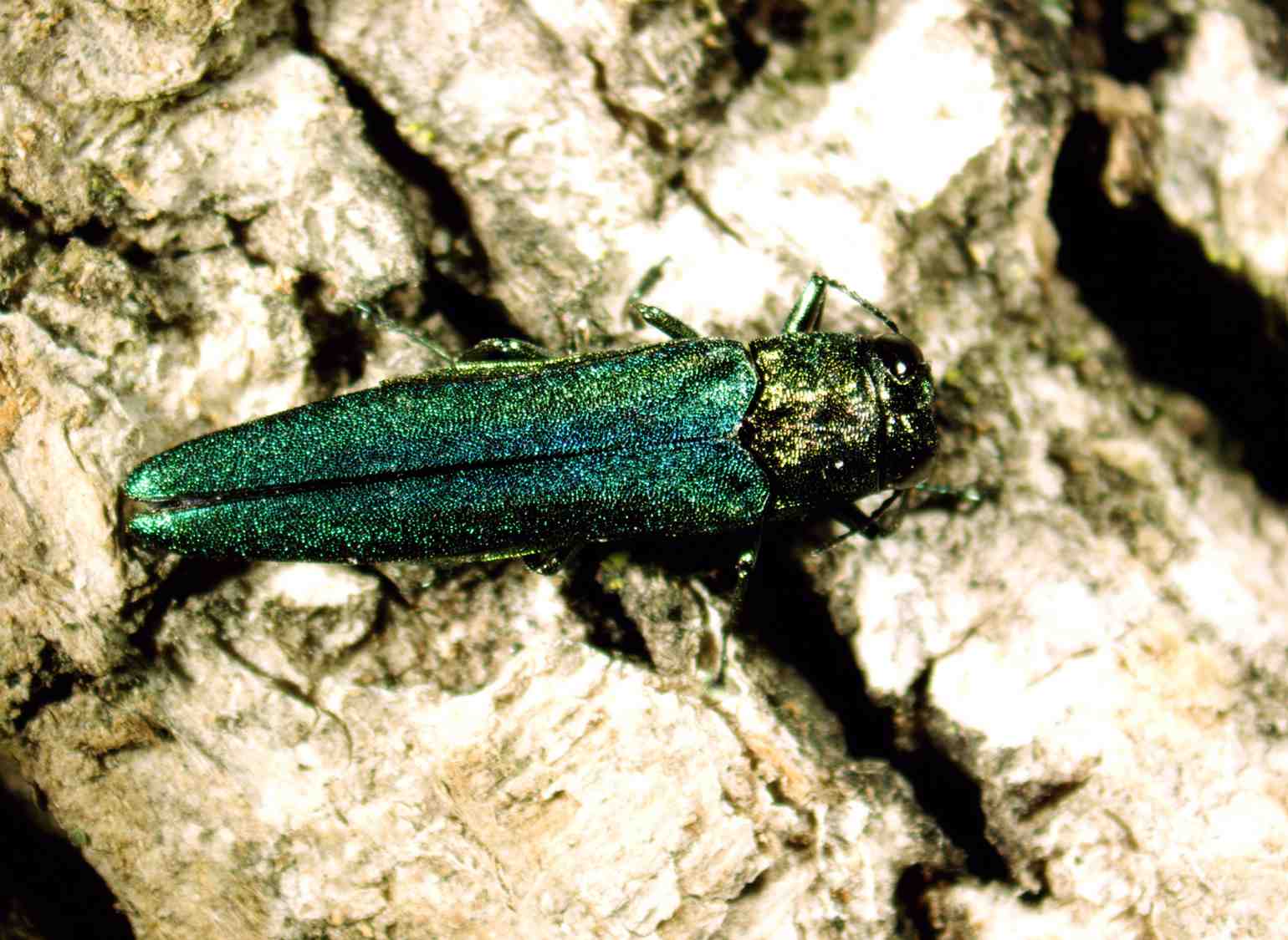 emerald ash borer