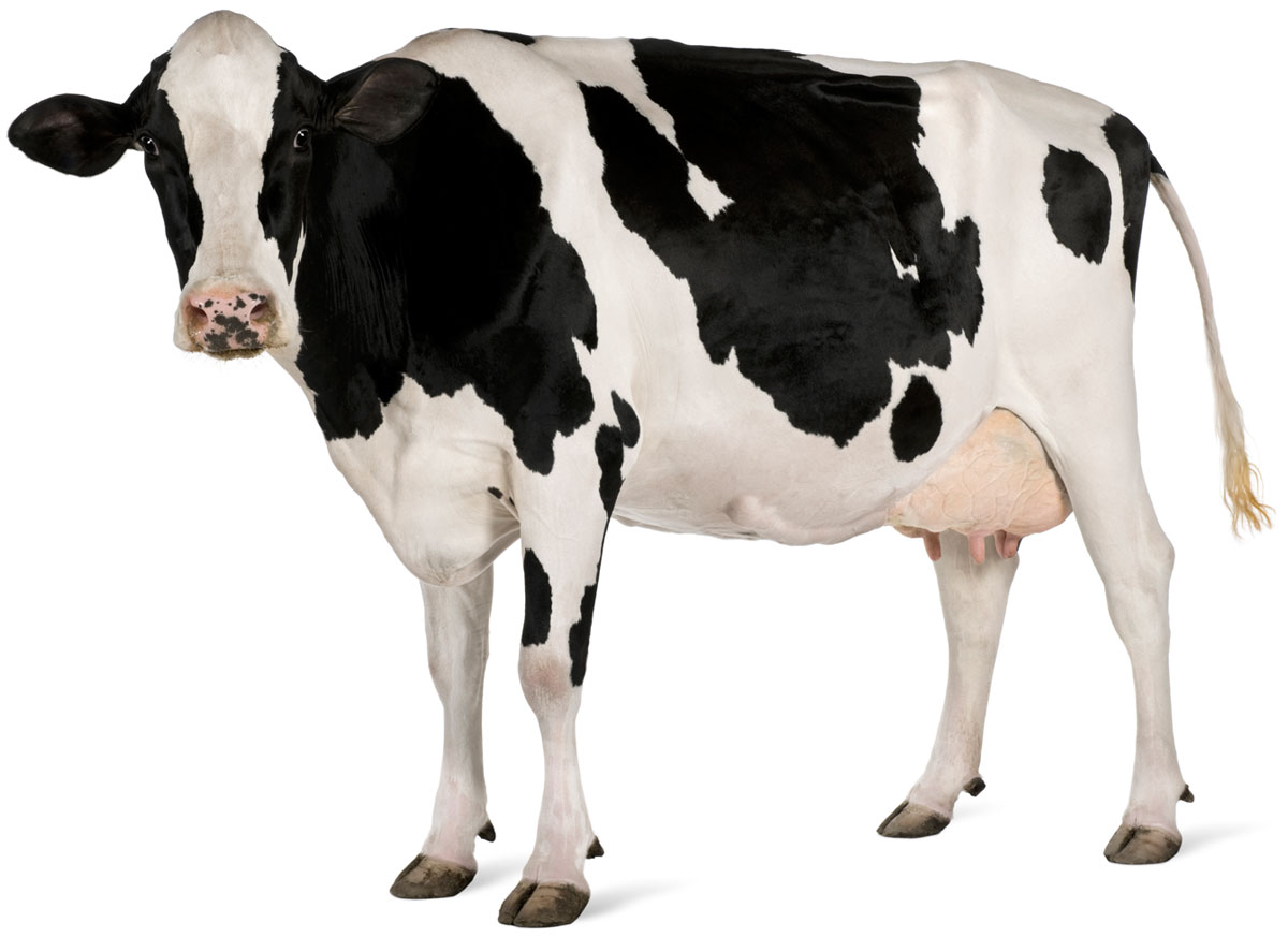 WisContext Cow