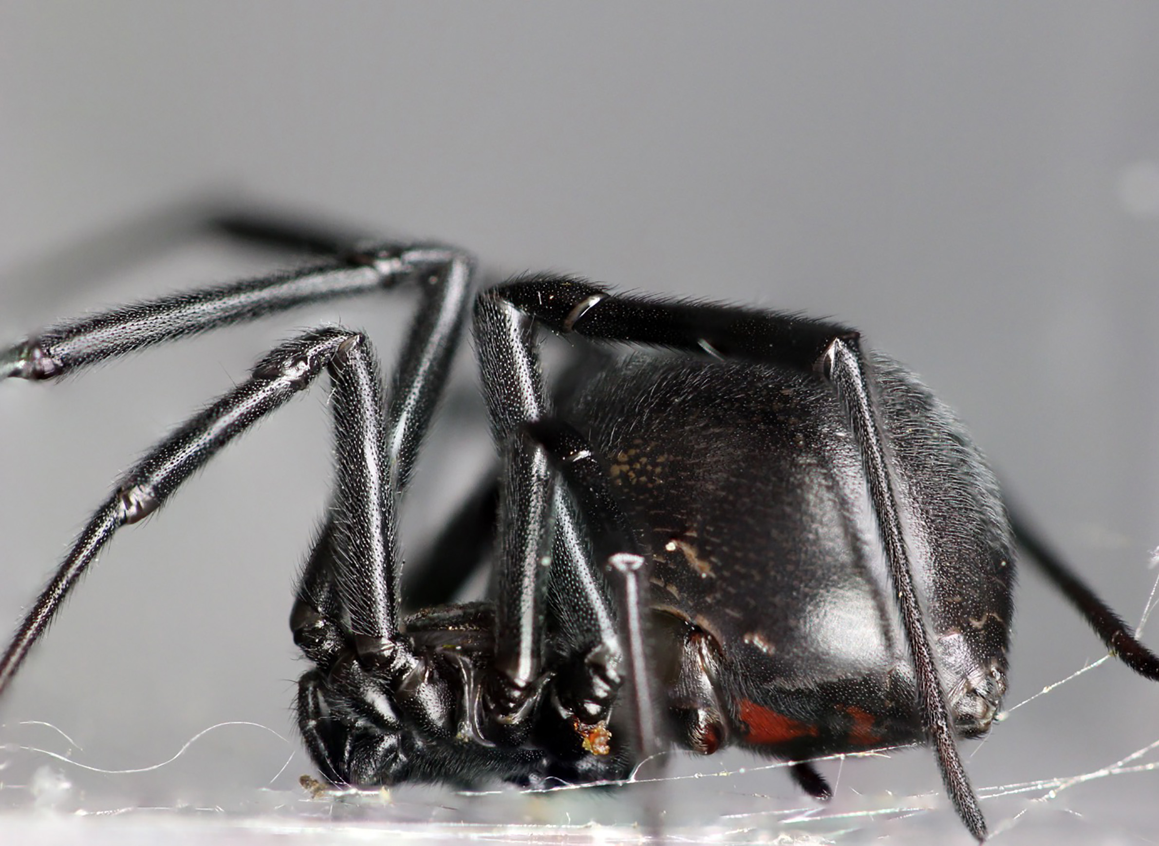 WisContext: Northern Black Widow Is Rare In Wisconsin, But Sightings 