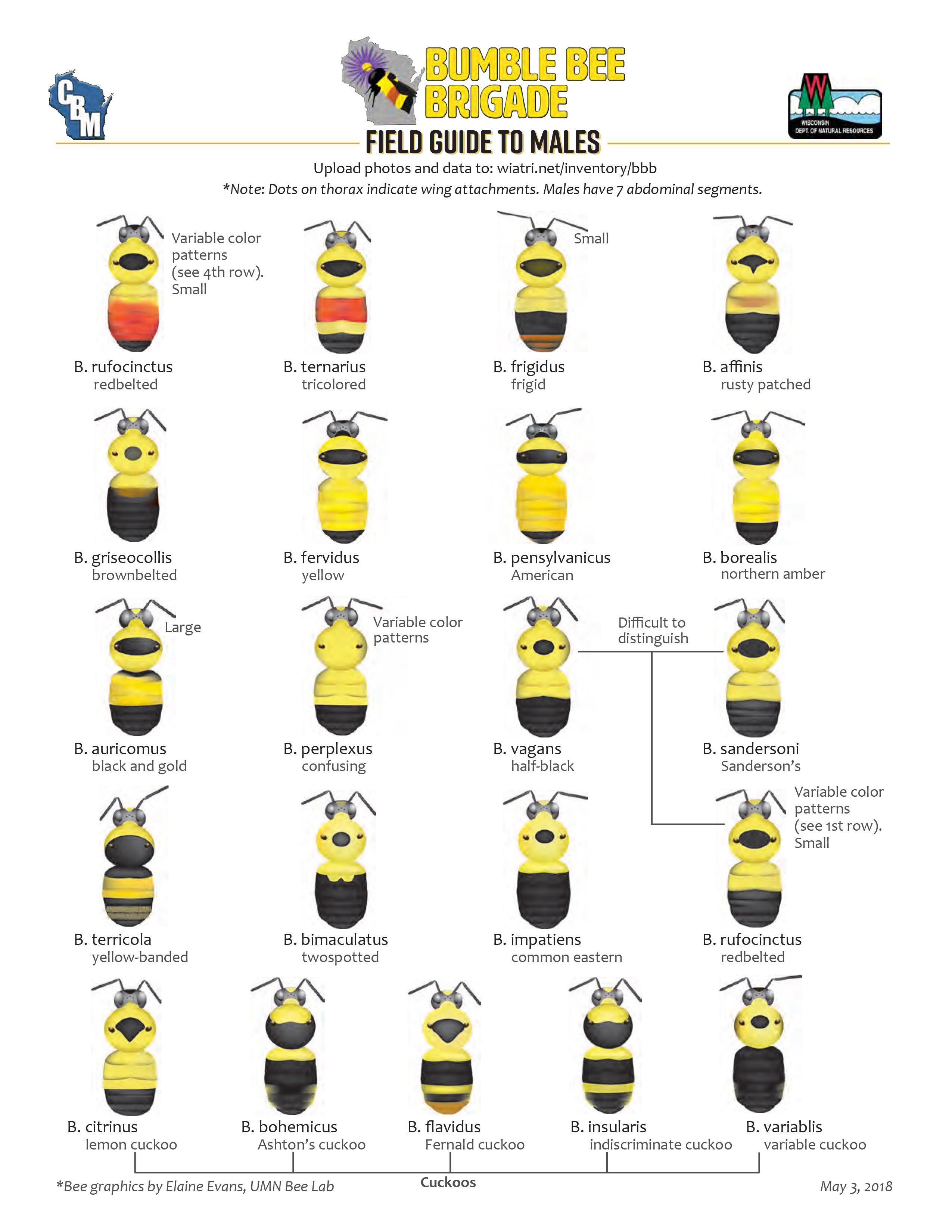 Bumble Bee Identification Chart