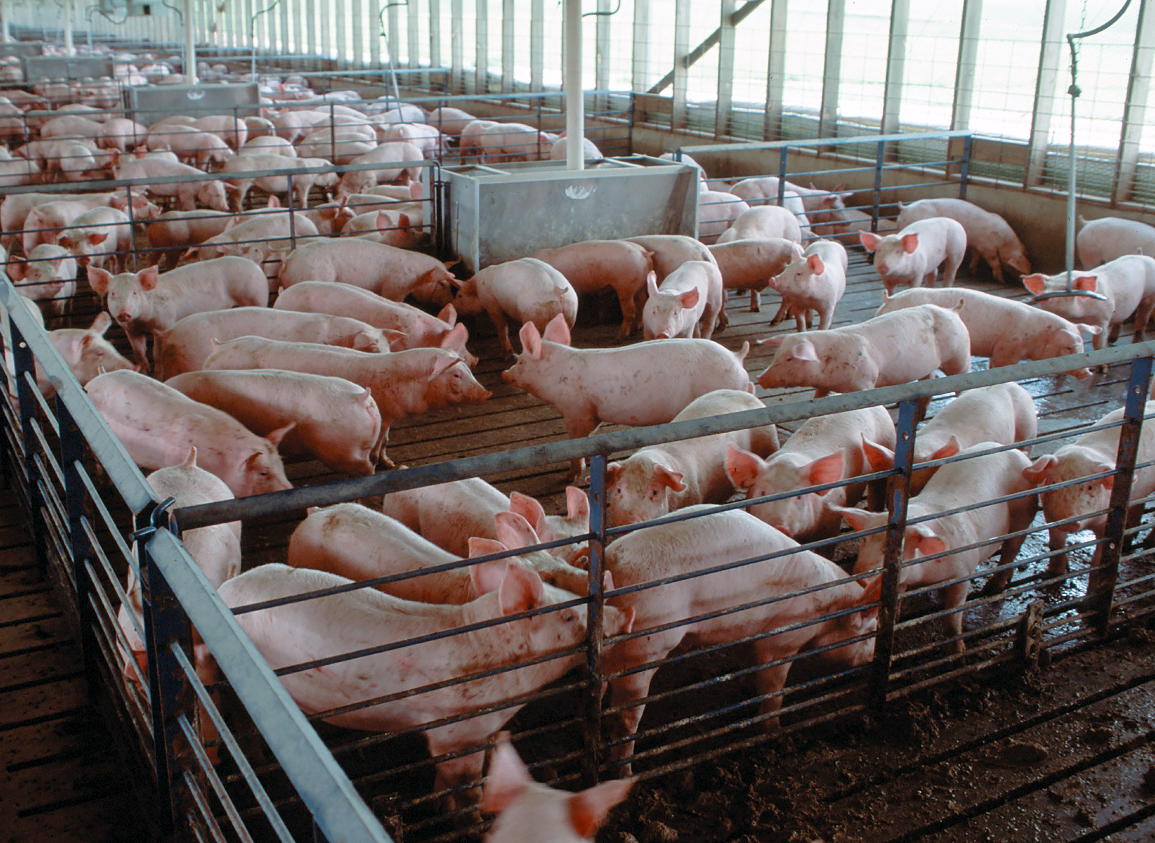 Whose Manure Smells Worse: Cows, Pigs Or Poultry? | WisContext
