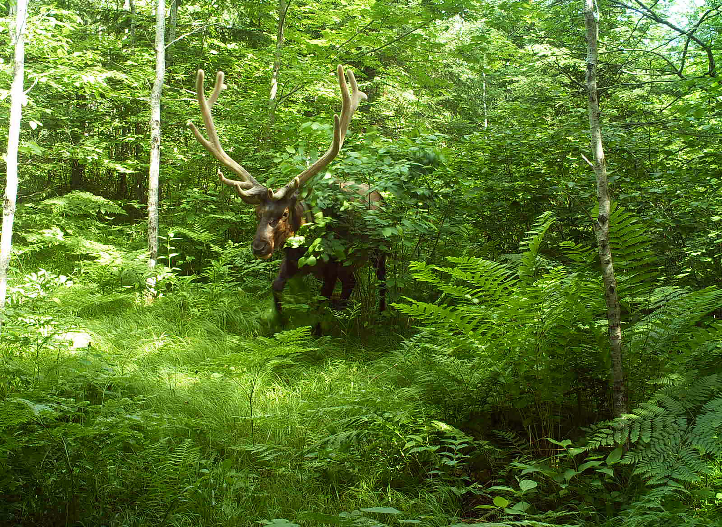 Details about   3 Mule Deer Antlers Horns Elk Moose Rack 