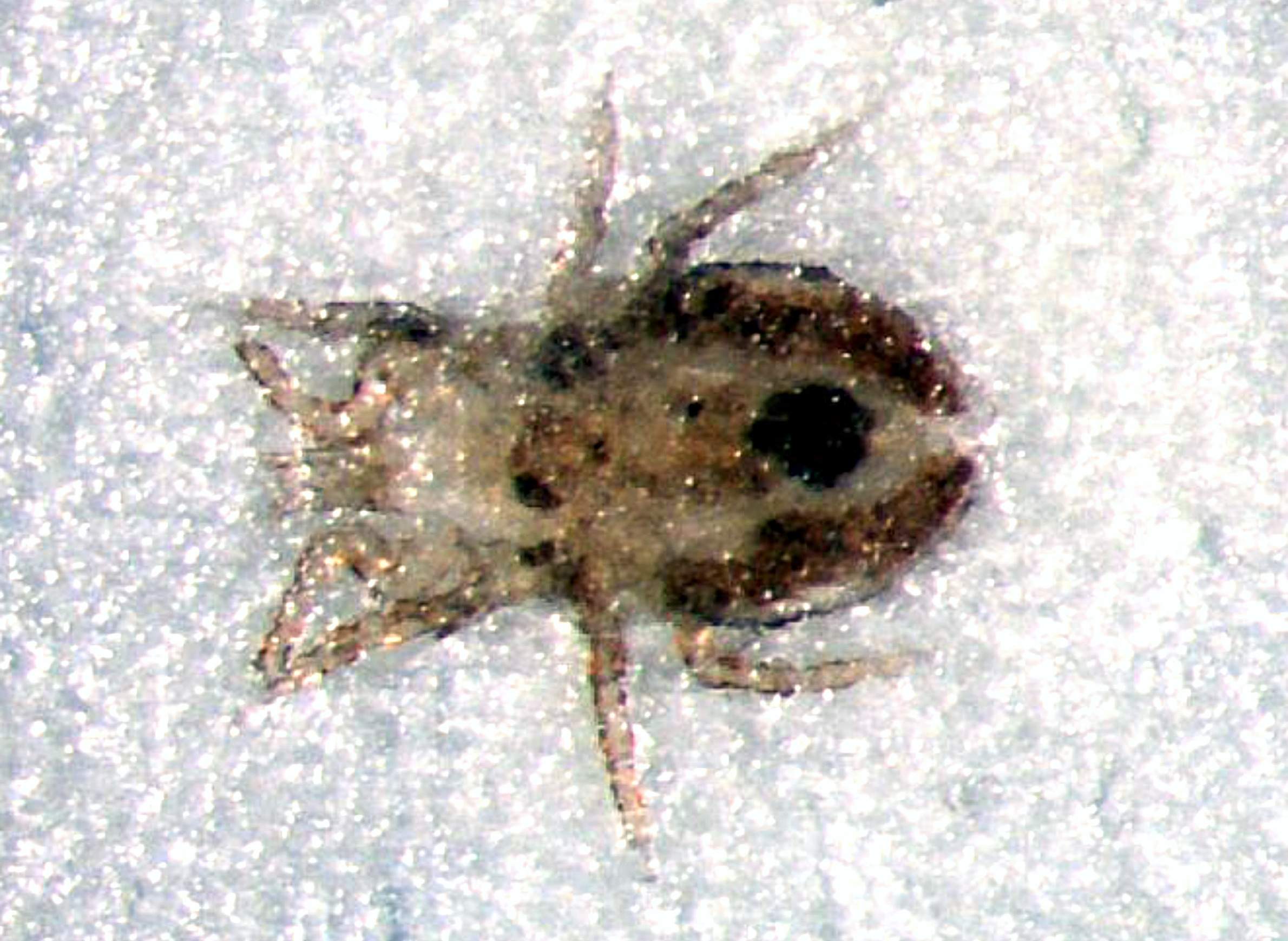 Mite Identification Chart