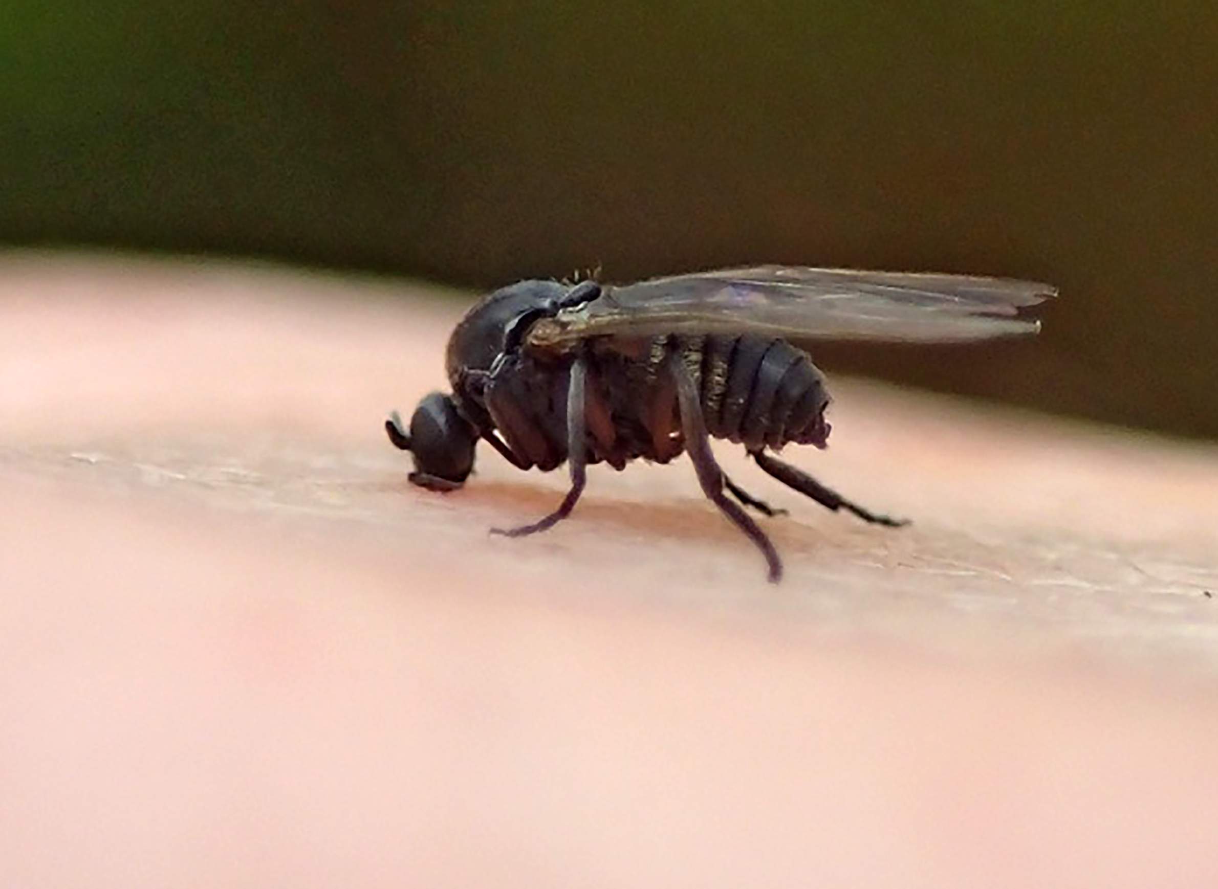 When And Where Black Flies Are Out For Blood In Wisconsin WisContext