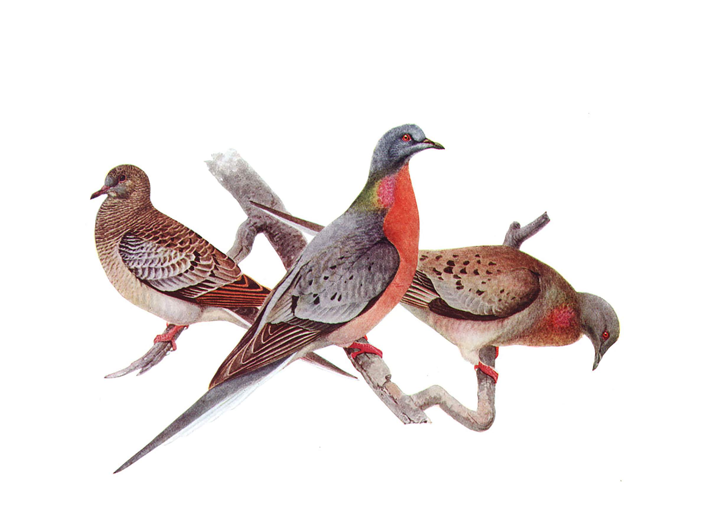 passenger pigeon flying