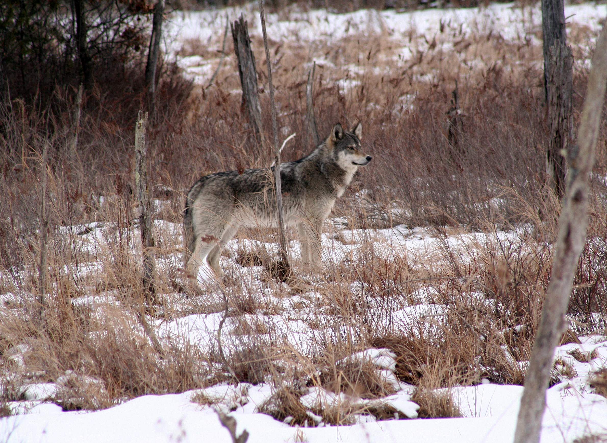 Why Winter Is A Good Time To Track Wisconsin S Wolf Packs Wiscontext