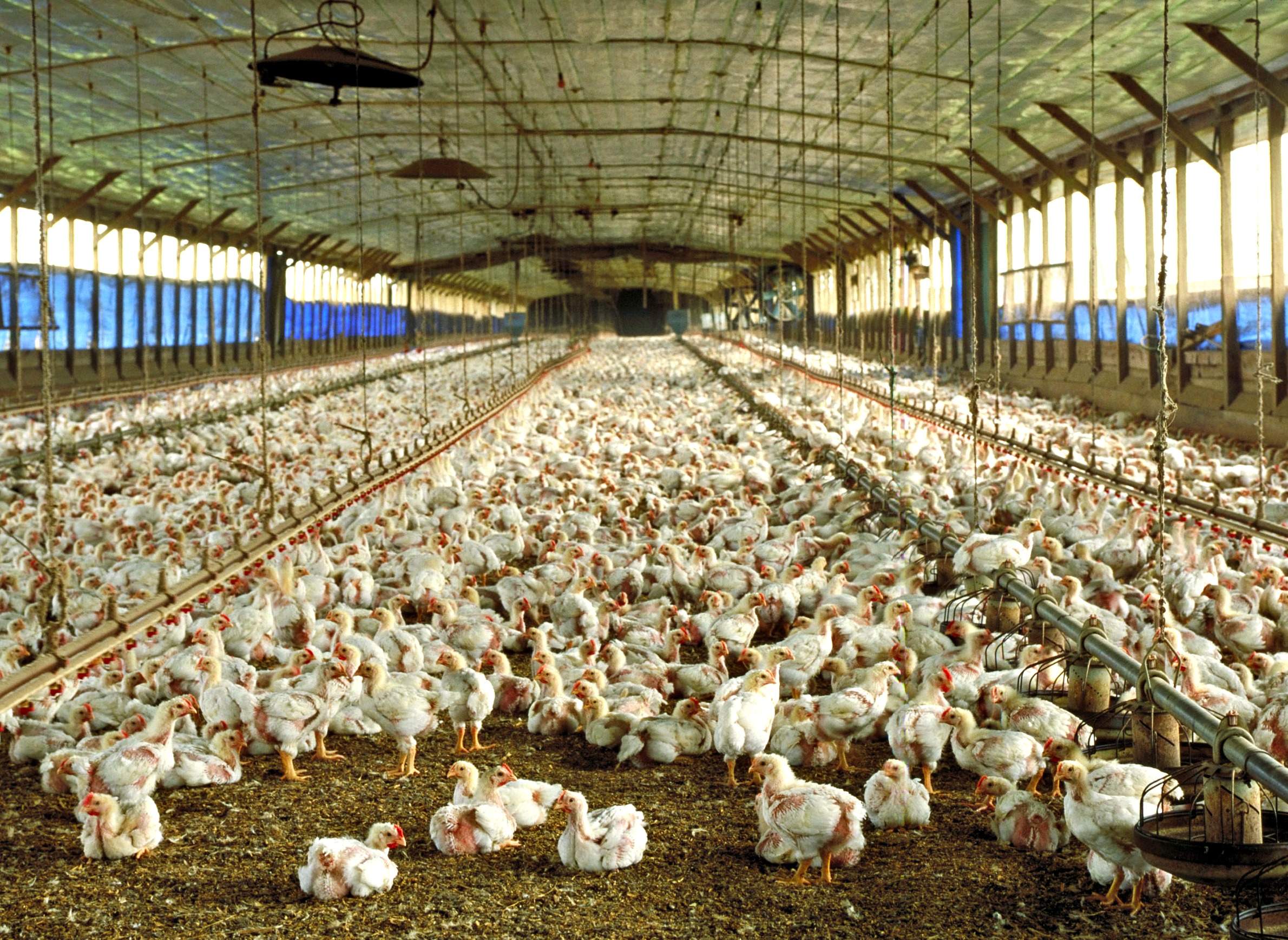 A poultry barn floor covered by young chickens