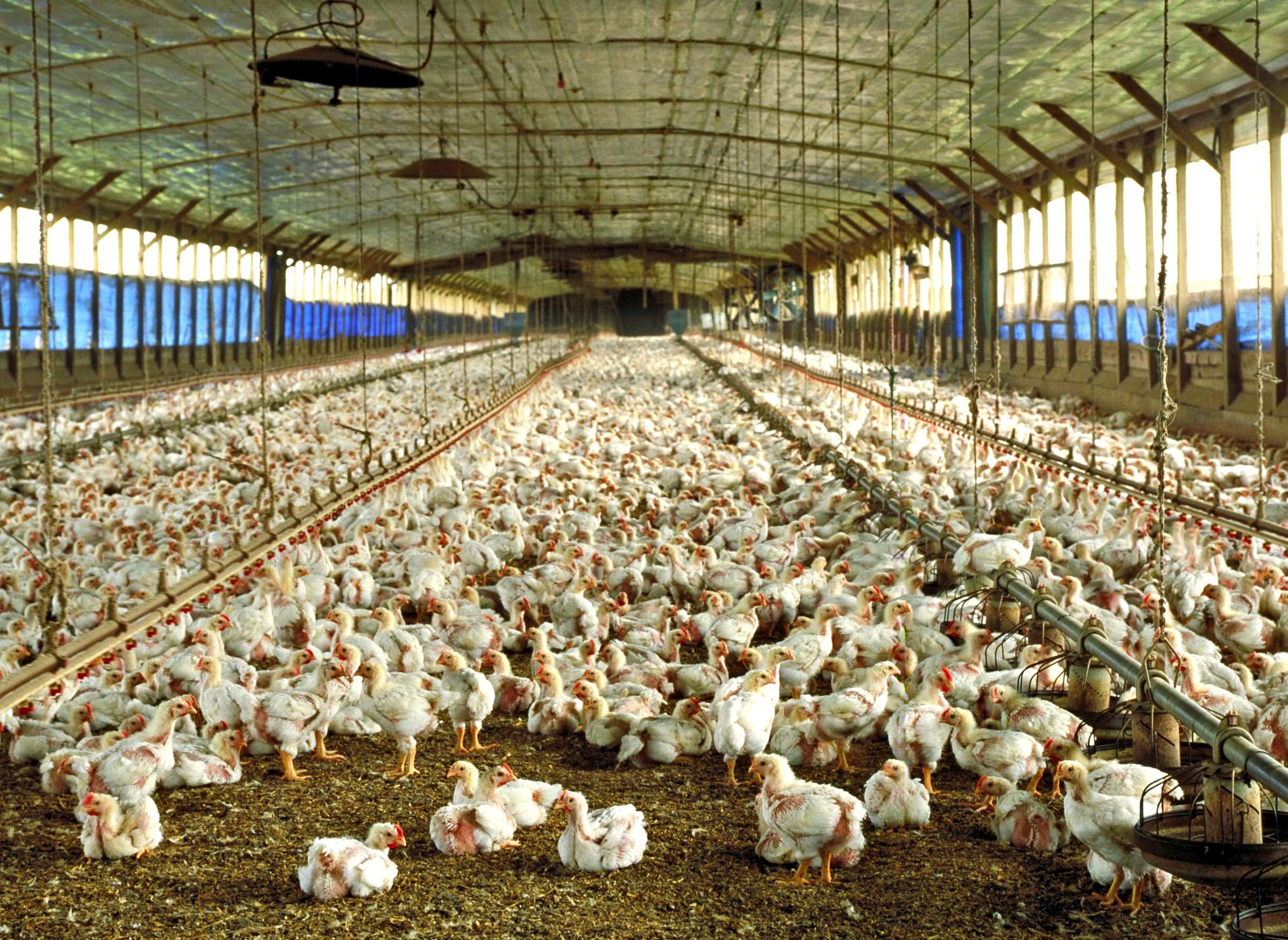 A poultry barn floor covered by young chickens A poultry barn floor covered by young chickens