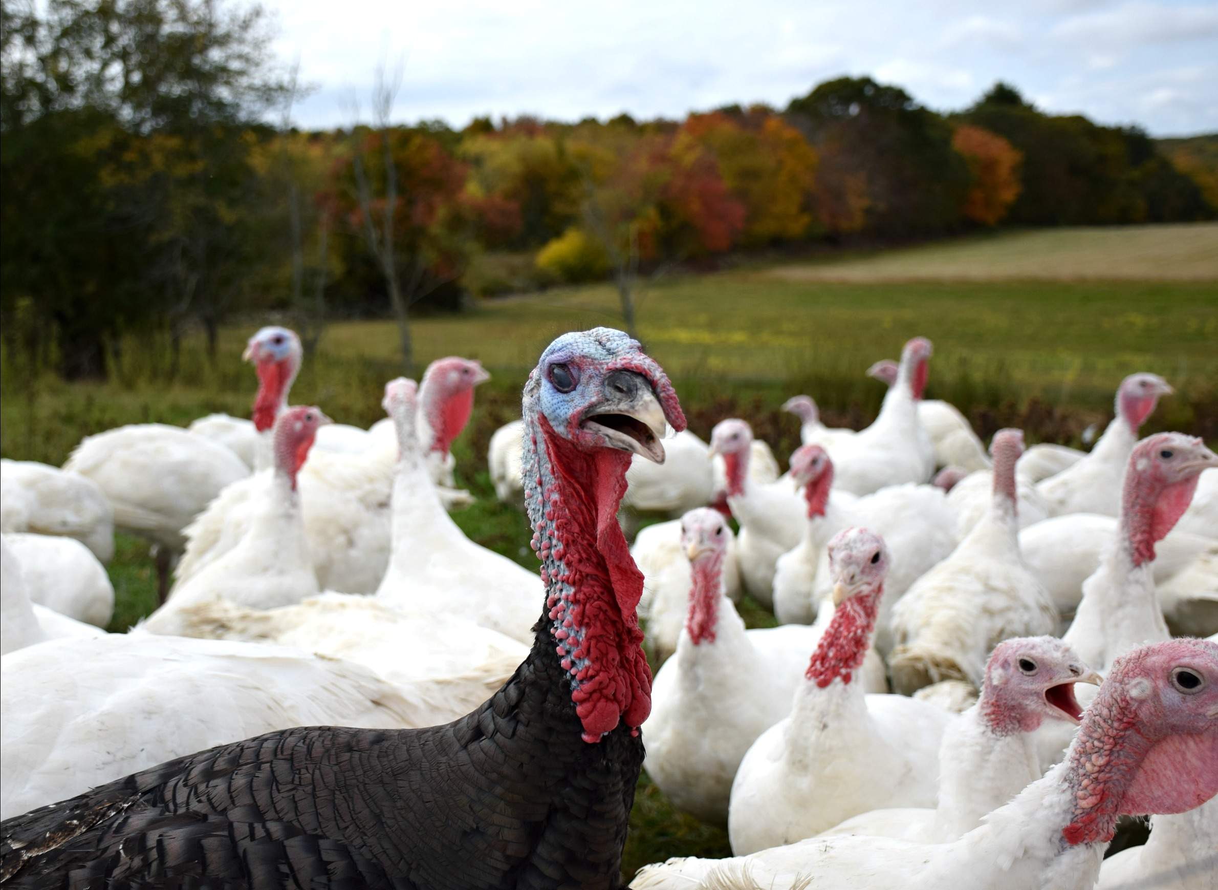 Gripe aviar en granja de pavos ha brotado en Reino Unido.