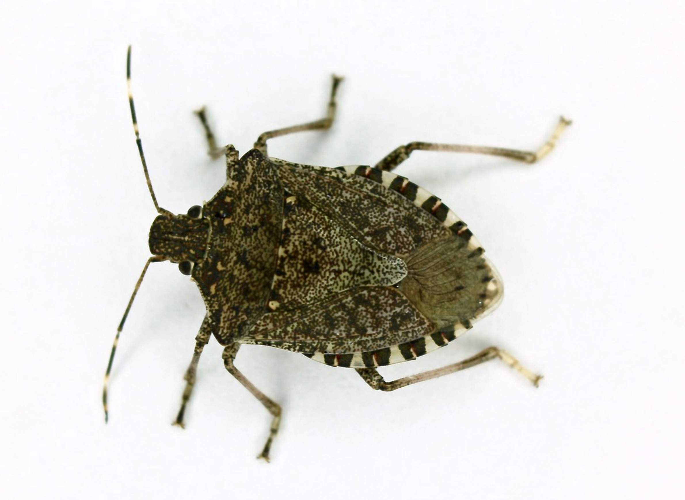 Can Biological Control Take A Bite Out Of The Brown Marmorated Stink Bug? | WisContext Can Biological Control Take A Bite Out Of The Brown Marmorated Stink Bug? | WisContext