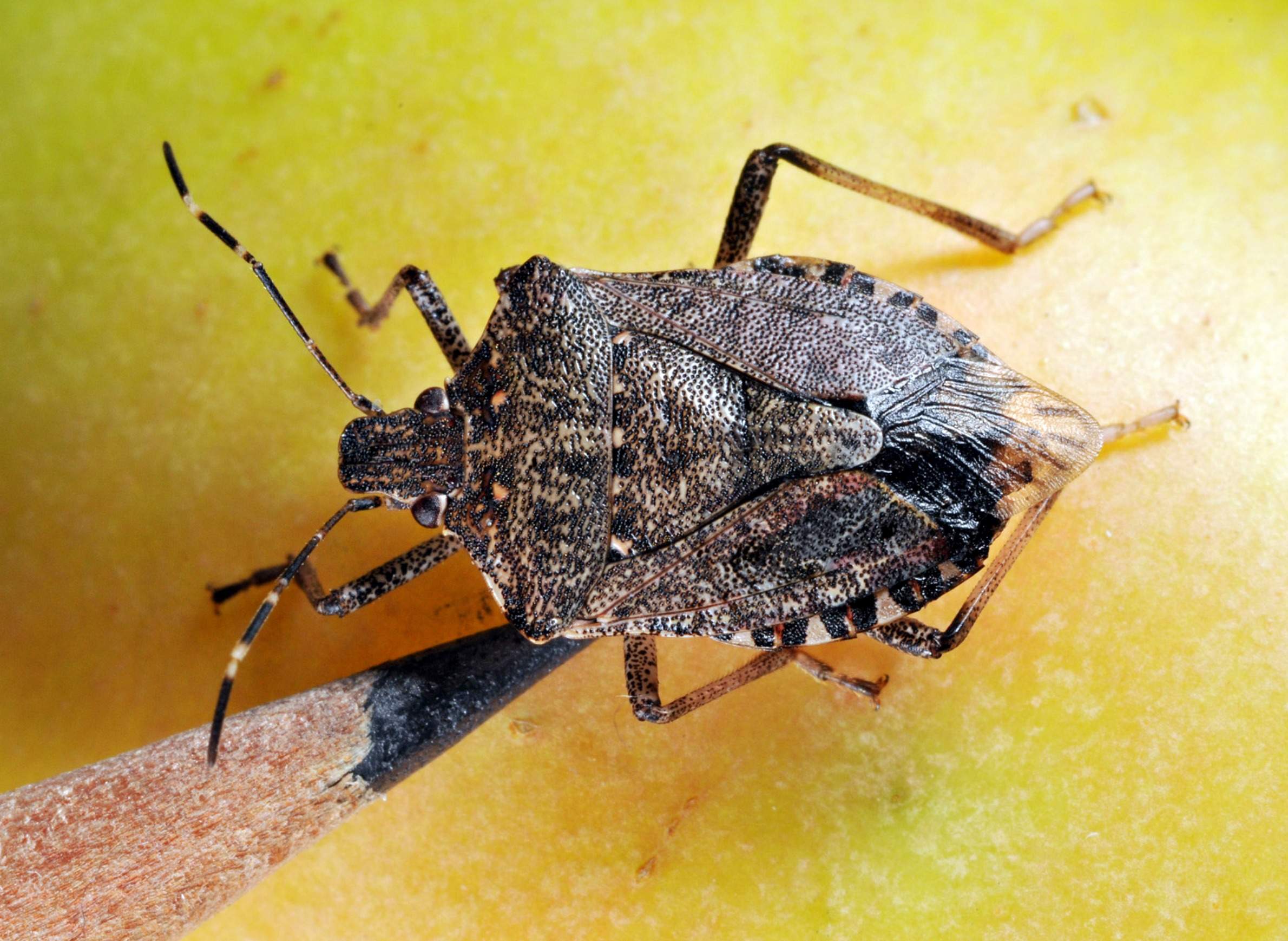 More Information About The Brown Marmorated Stink Bug WisContext