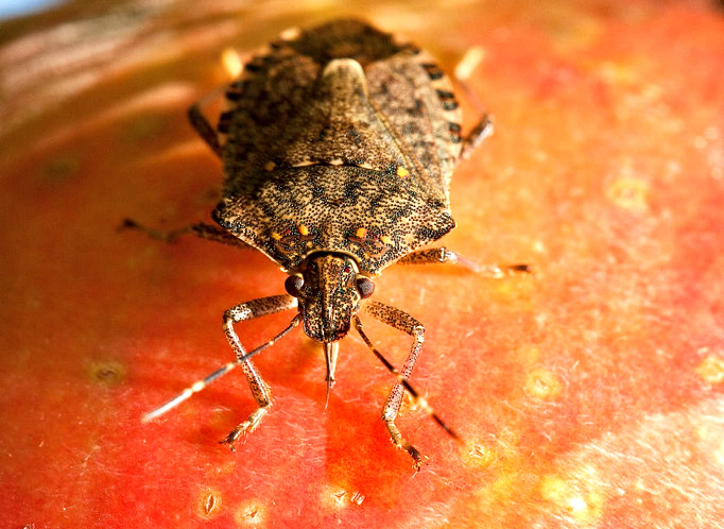 The Uncertainties Of Preparing For The Brown Marmorated Stink Bug