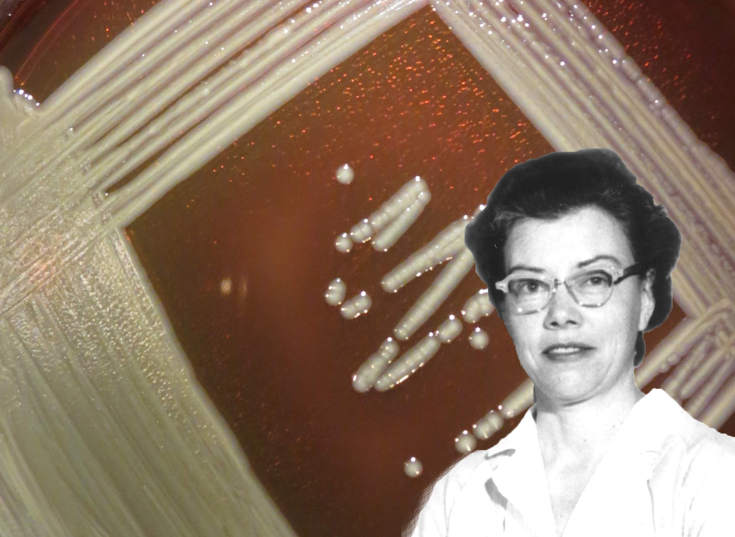 Elizabethkingia biology