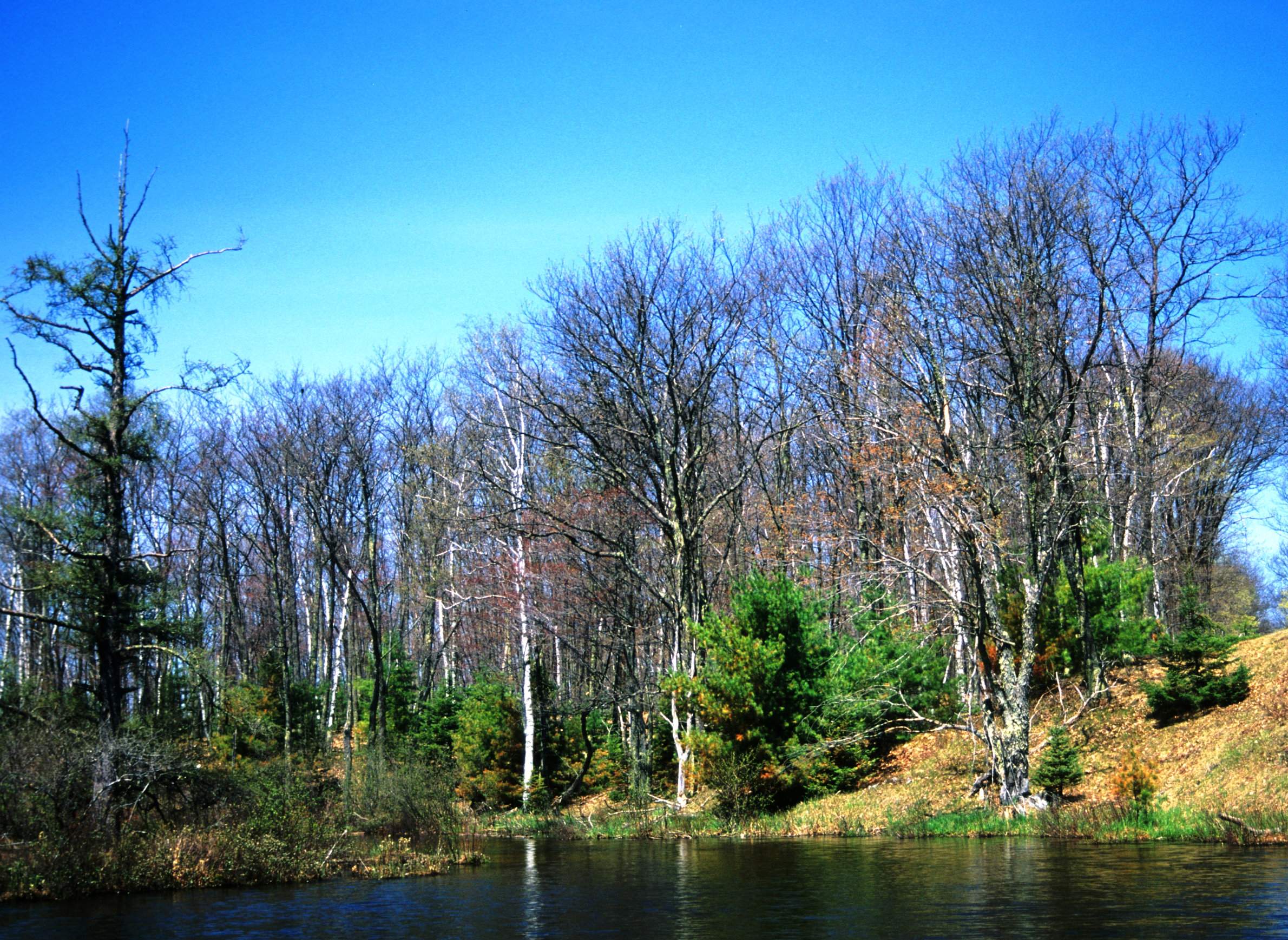 Why And How Wisconsin S Forests Change Over Time Wiscontext
