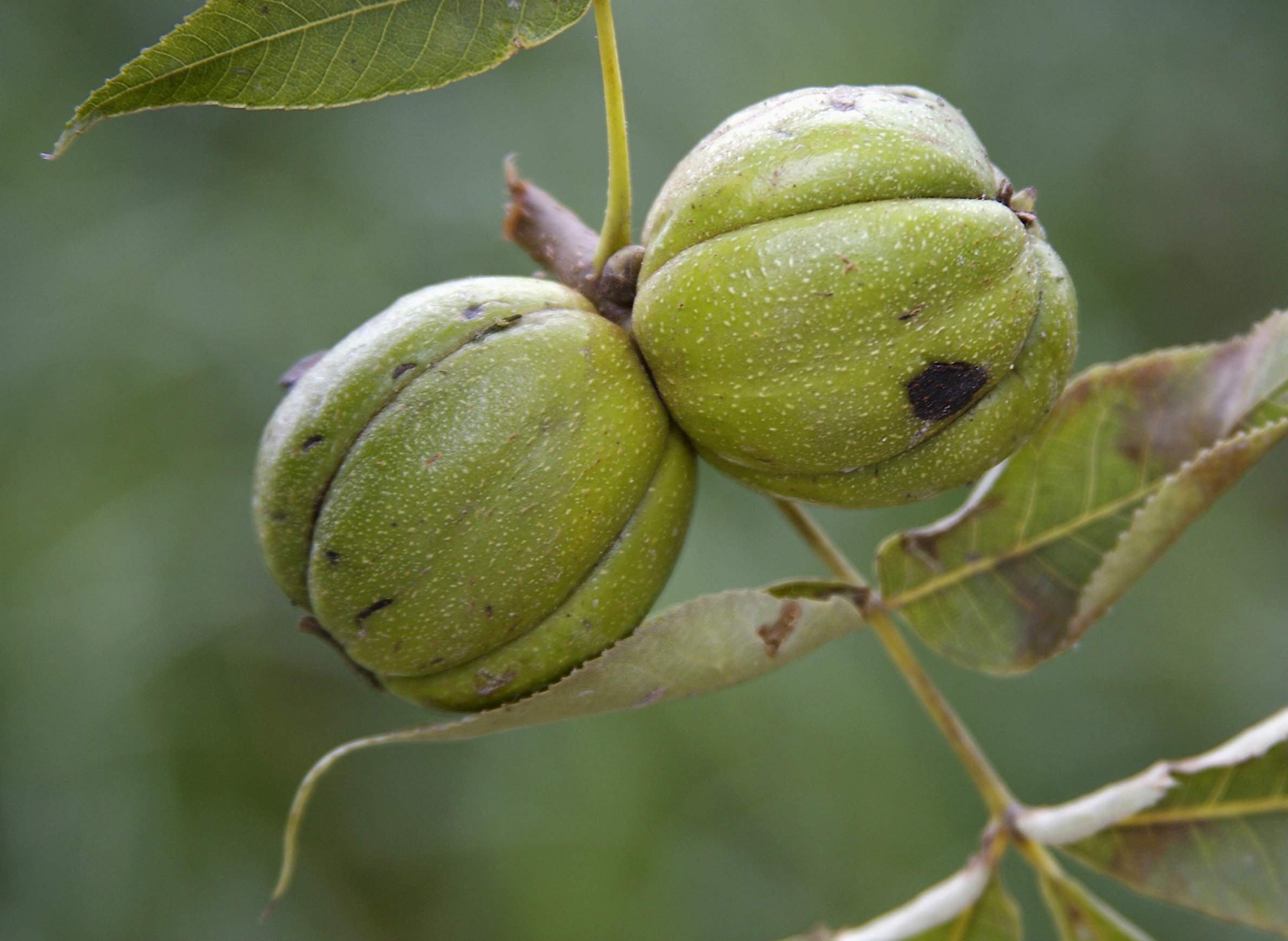 Tough Shell Easy Sell For Wisconsin S Hickory Nuts Wiscontext