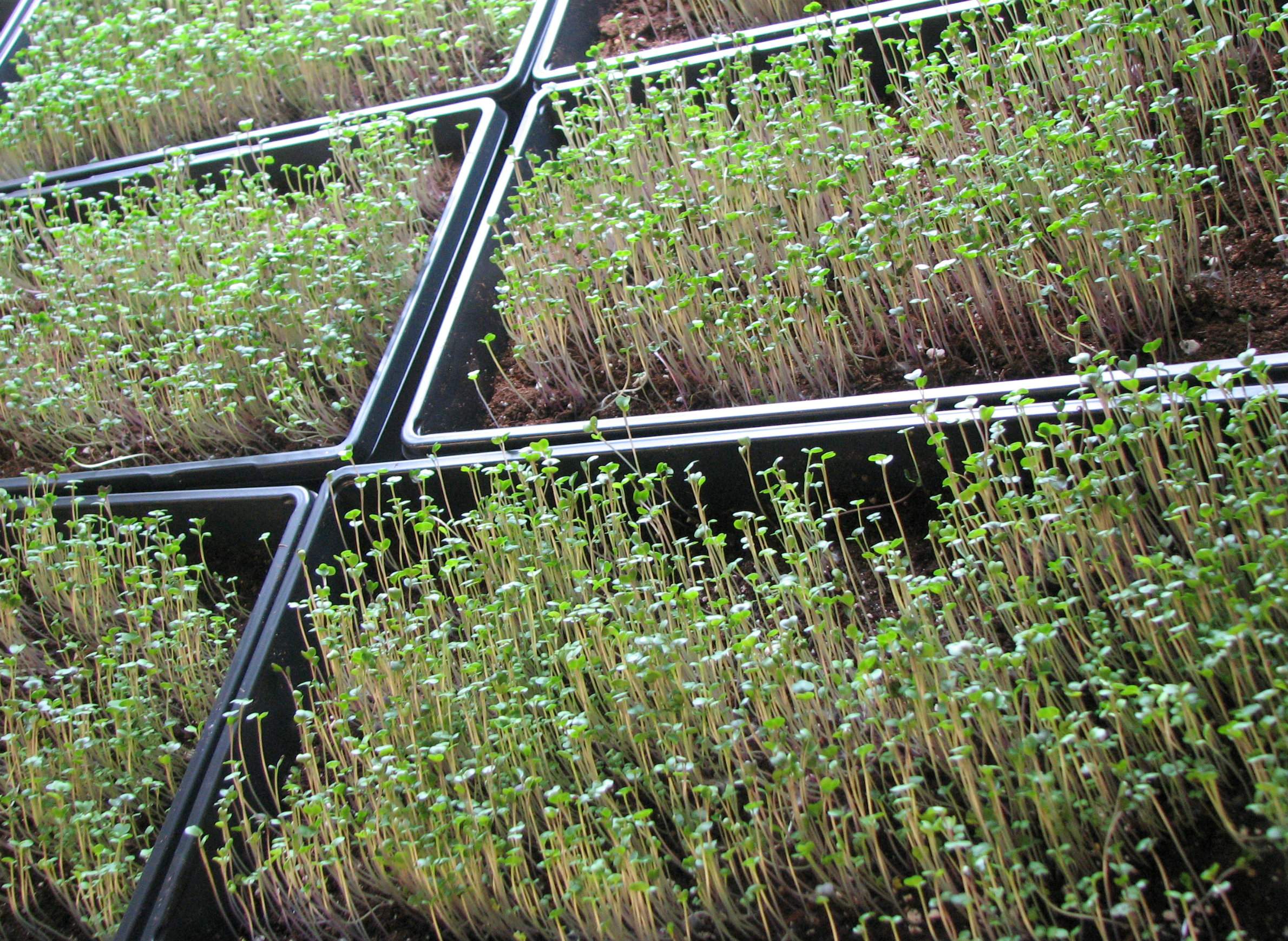Microgreens Are As Easy To Grow As They Are Nutritious Wiscontext