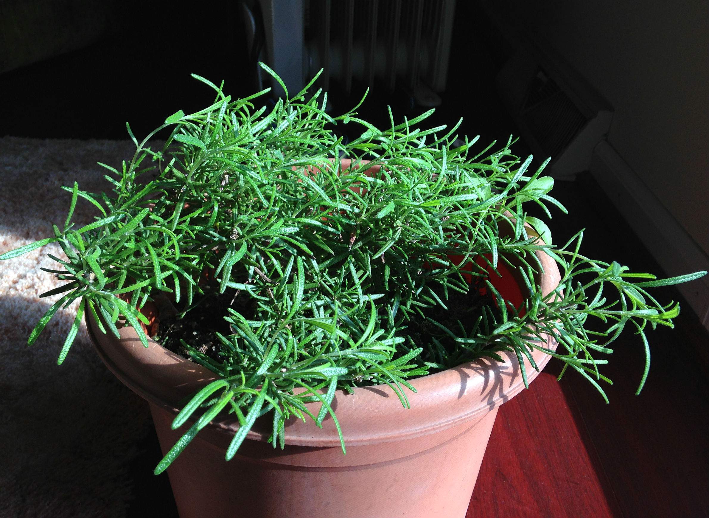 How To Keep Rosemary Plants Fresh And Vibrant Throughout The Winter Wiscontext,Shortbread Recipe For Kids
