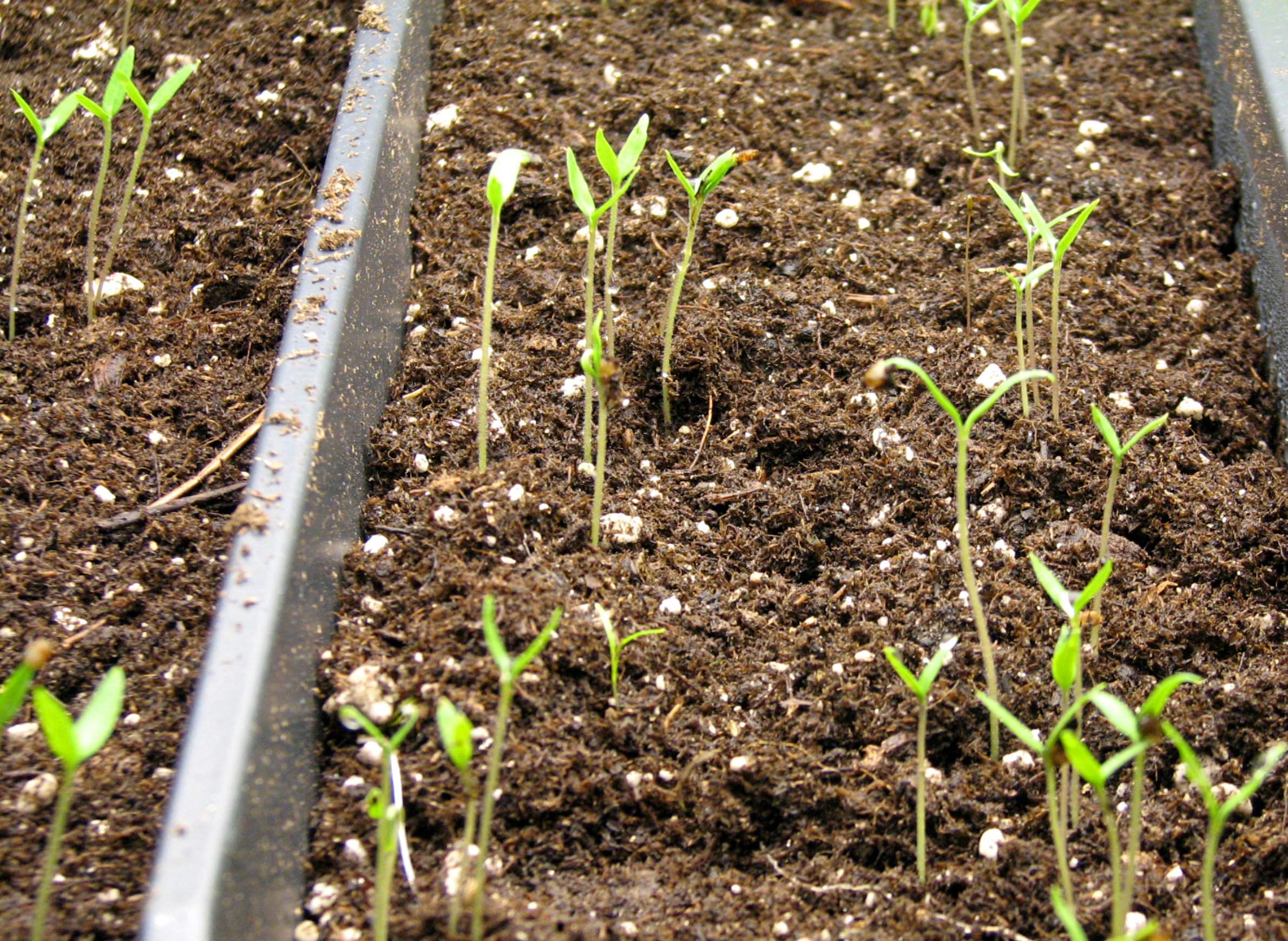 Starting Seeds Indoors Jumpstarts The Growing Season Wiscontext