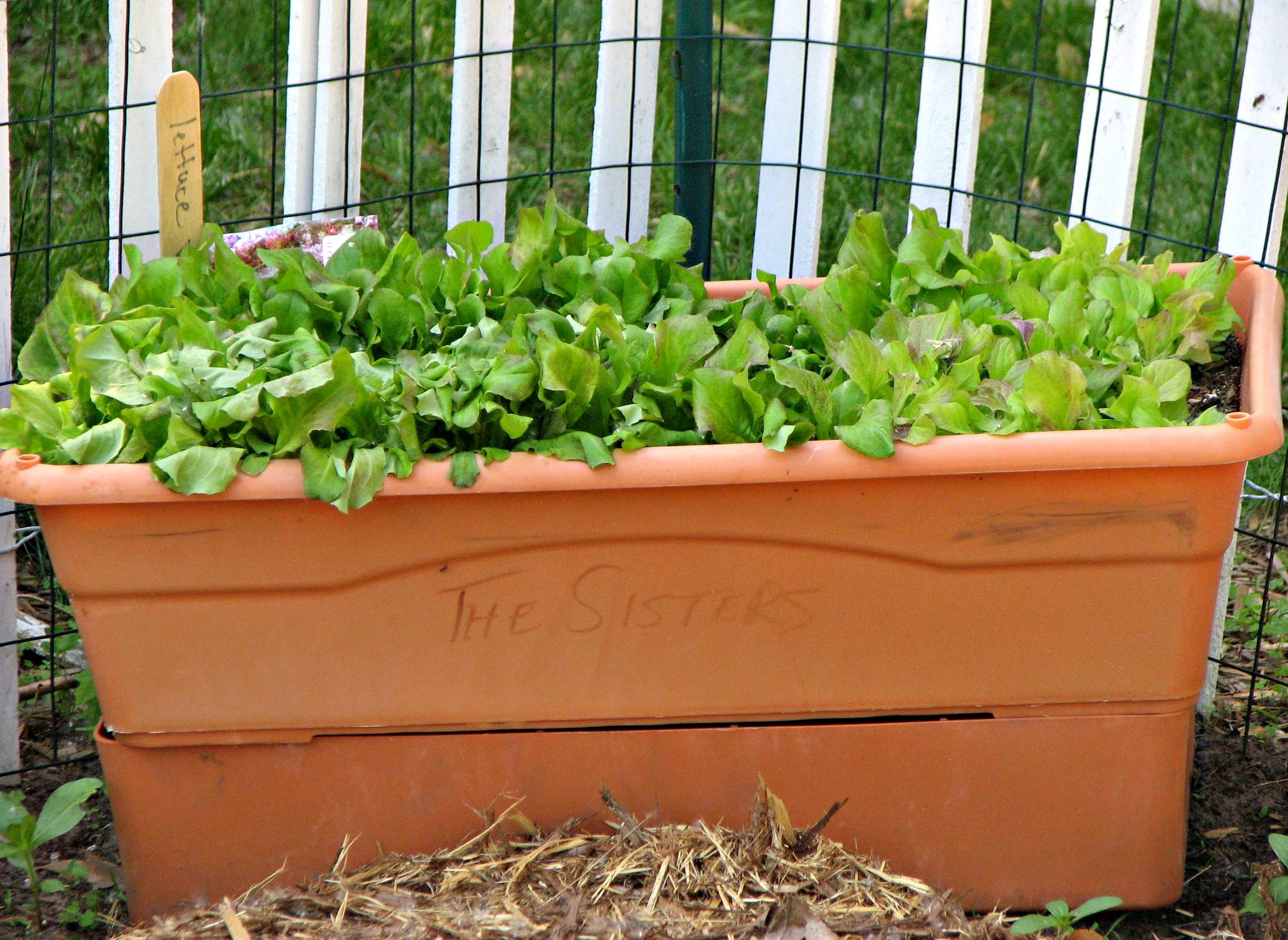 How To Get A Good Start With Container Gardening | Wiscontext