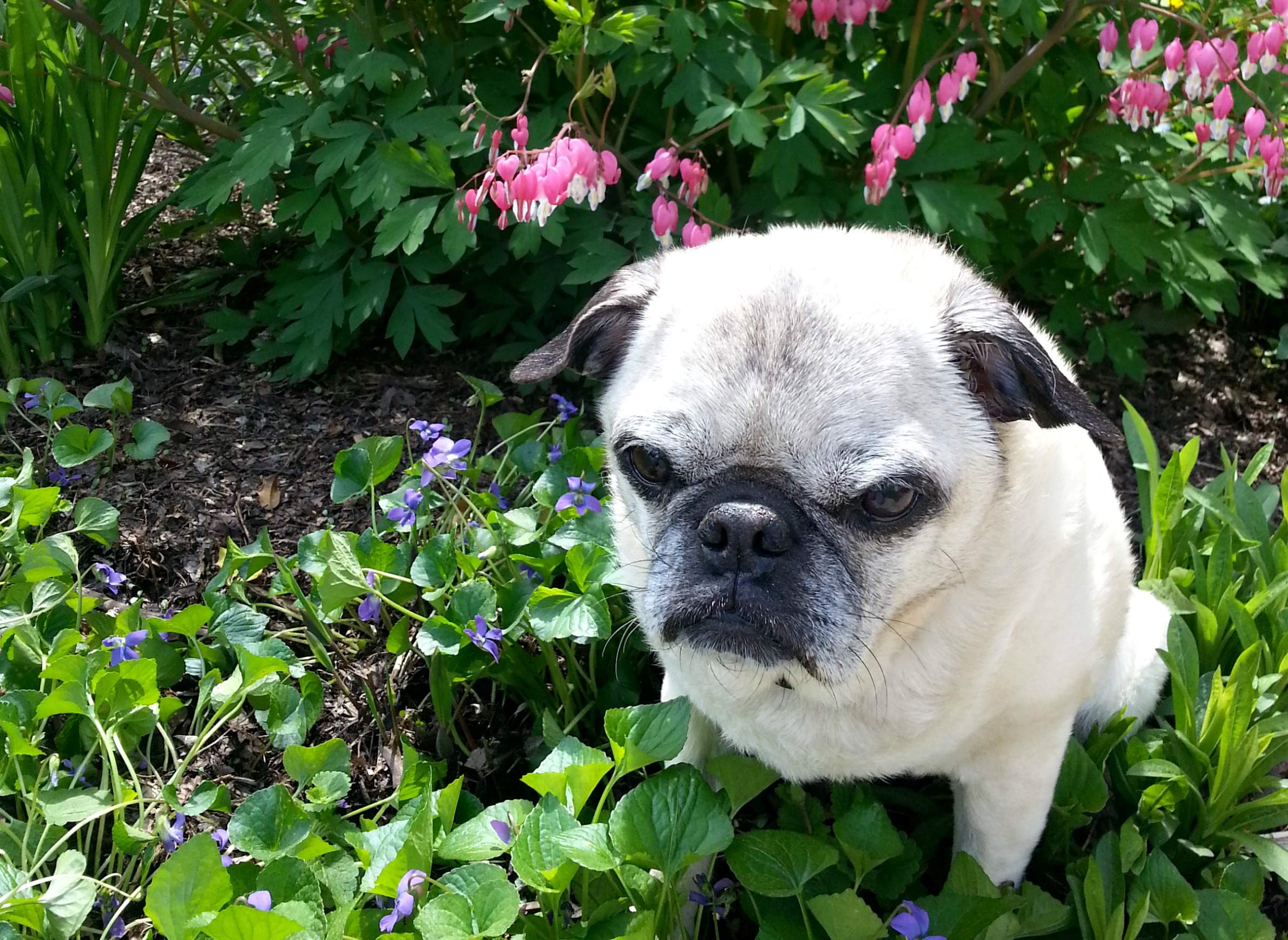 is bleeding heart plant poisonous to dogs