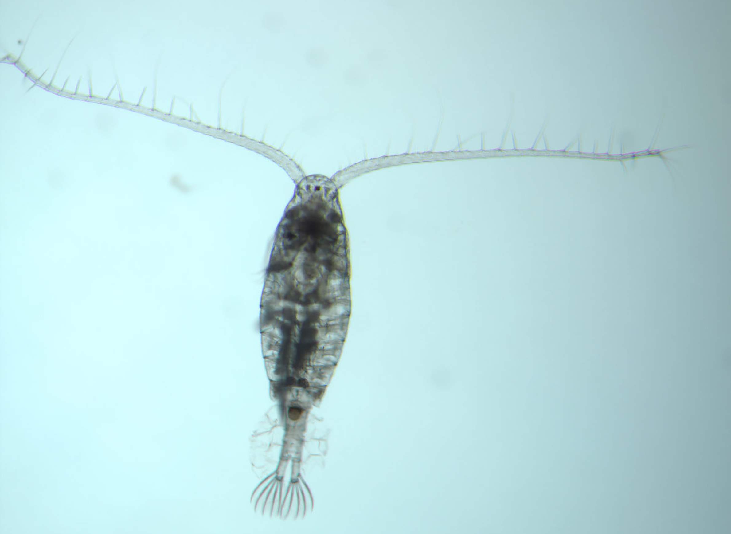 The Big Impact Tiny Creatures Have On The Great Lakes Food Chain | WisContext The Big Impact Tiny Creatures Have On The Great Lakes Food Chain | WisContext