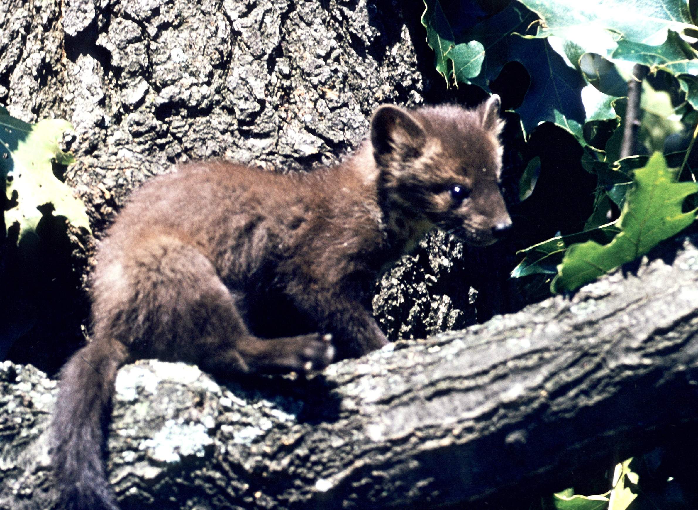 Efforts To Boost Marten Numbers In Wisconsin Meet Ongoing Failure |  WisContext