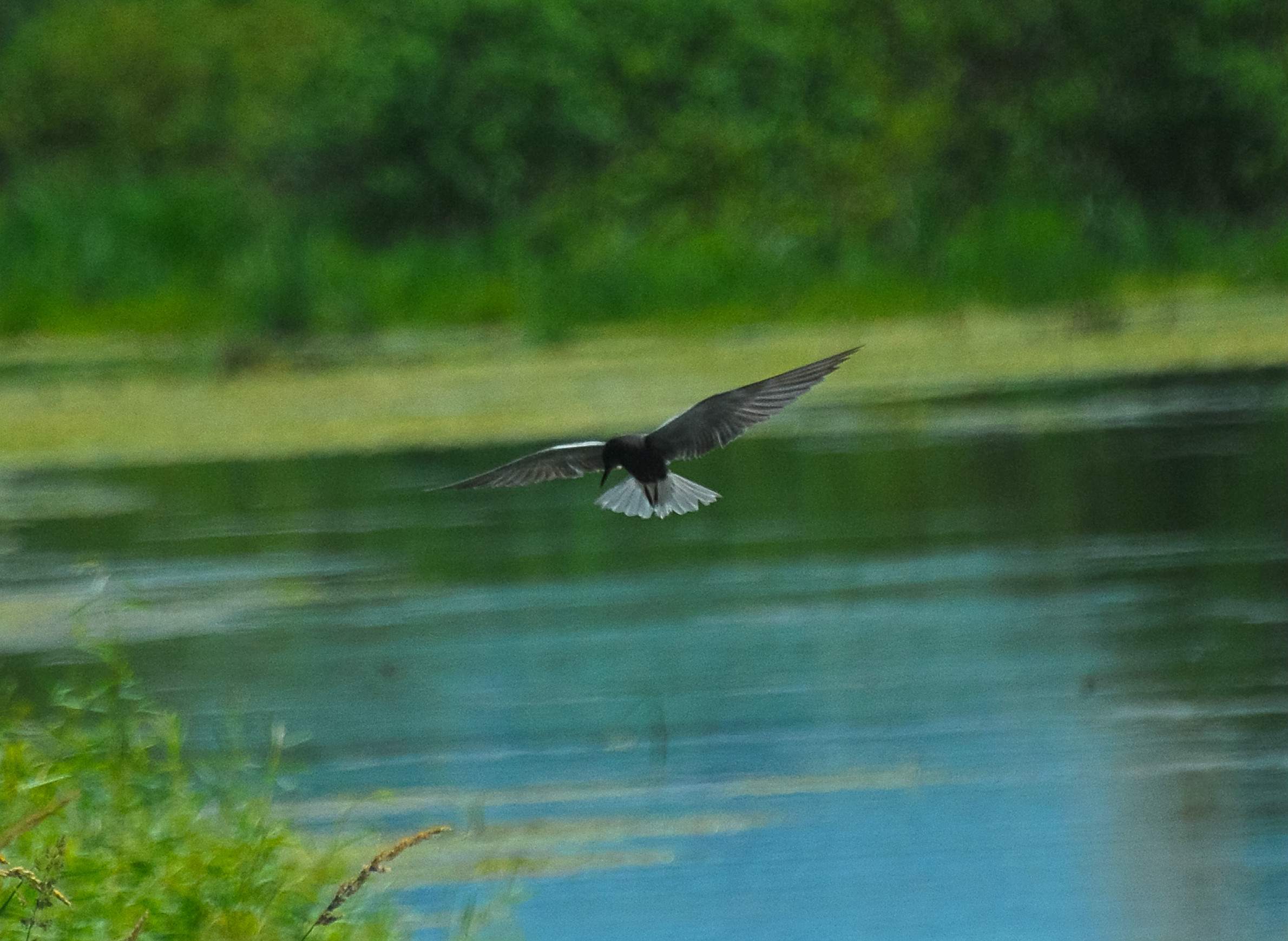 Invasive Plants, Habitat Loss Drive Black Tern Decline In Great Lakes  Wetlands | WisContext