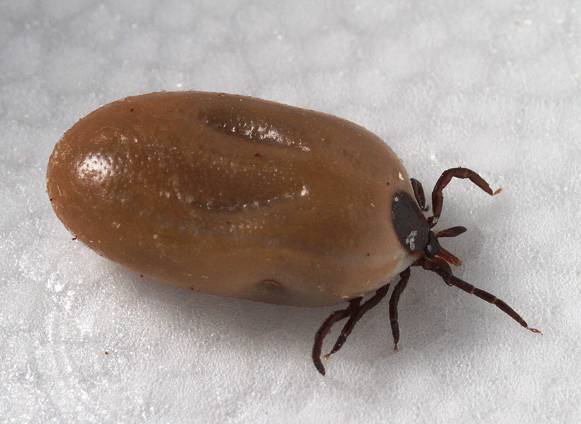 How Wisconsin Offers Fecund Ground For Anaplasmosis Wiscontext