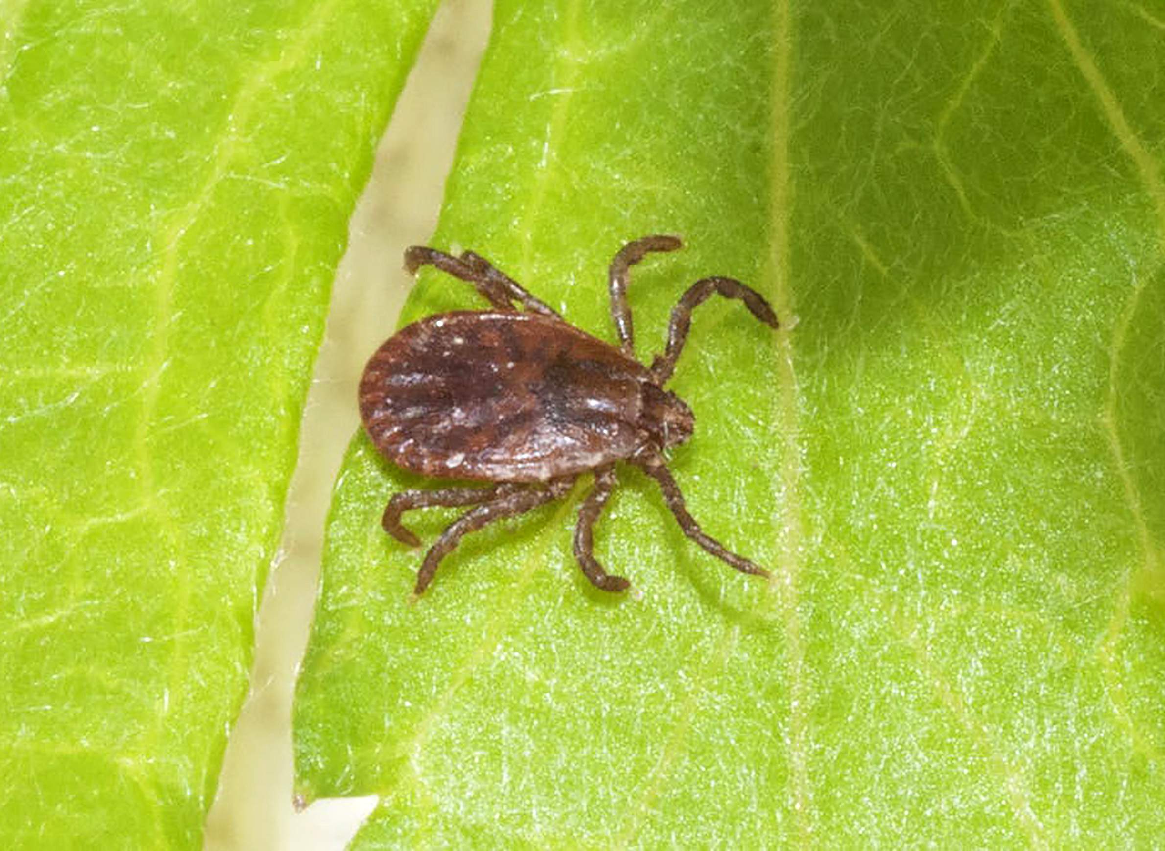 Why The Invasive Longhorned Tick Has Potential To Reach Wisconsin Wiscontext