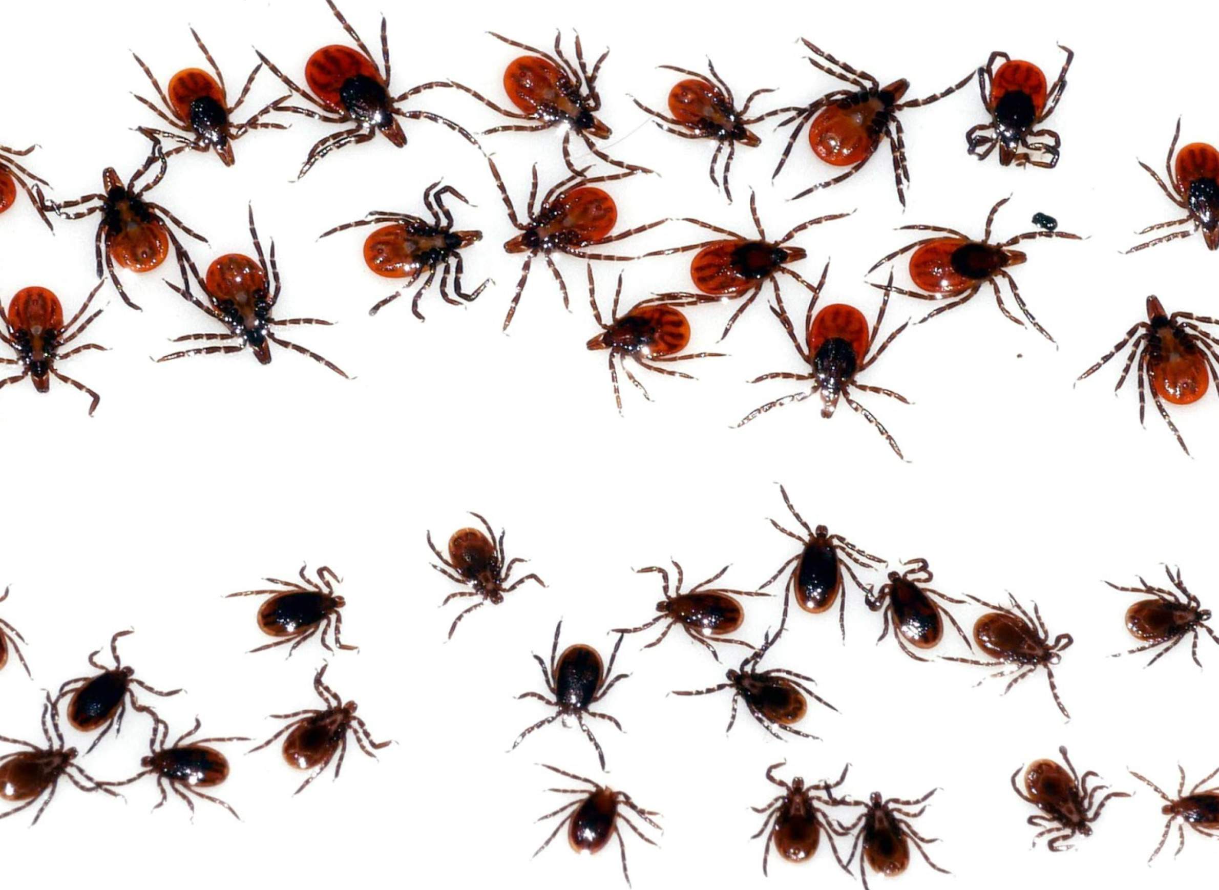 The Confounding Geography Of Lyme Disease In The U S Wiscontext