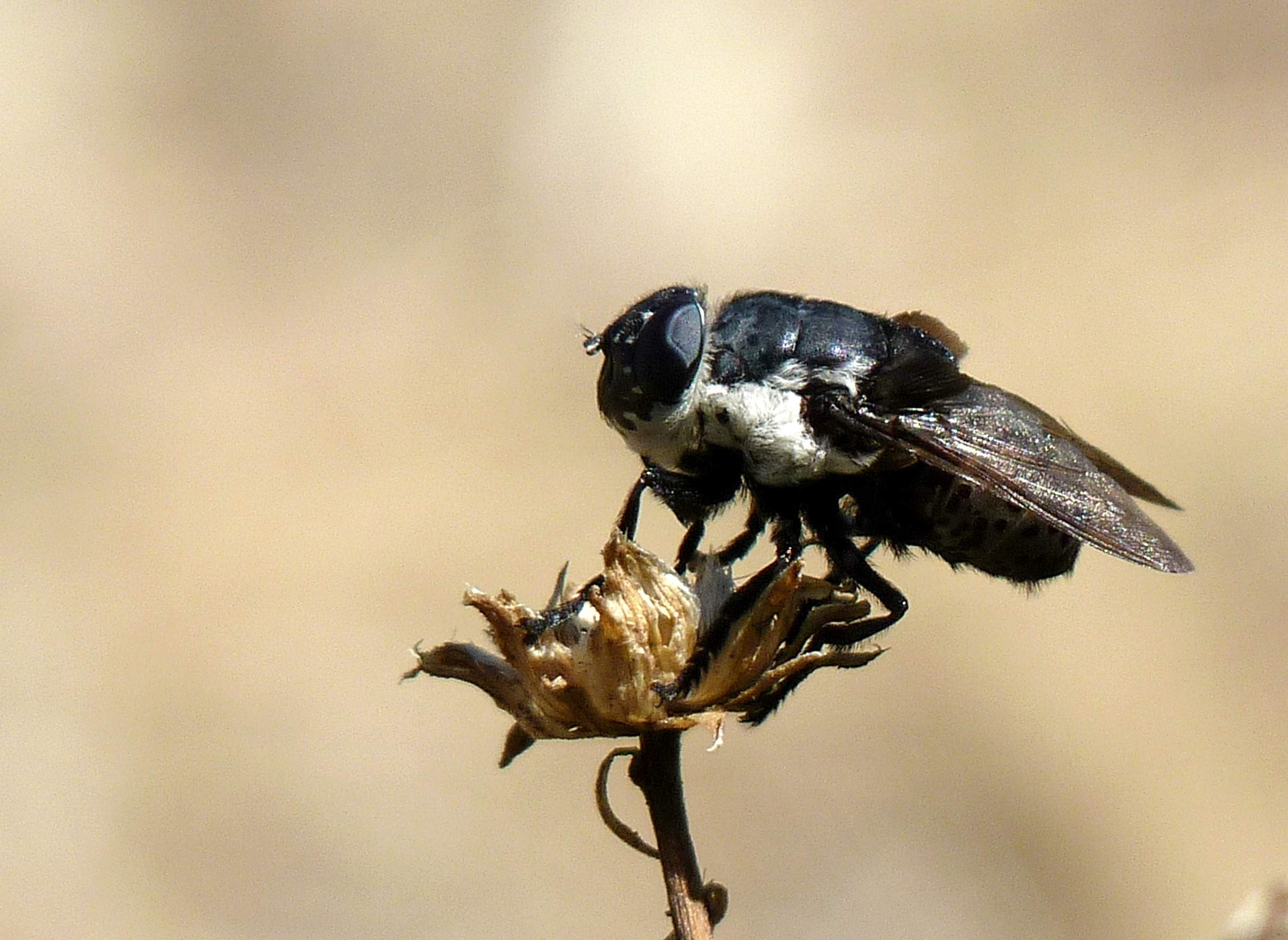 The Top 10 Wisconsin Insect Trends Of 2016 Wiscontext