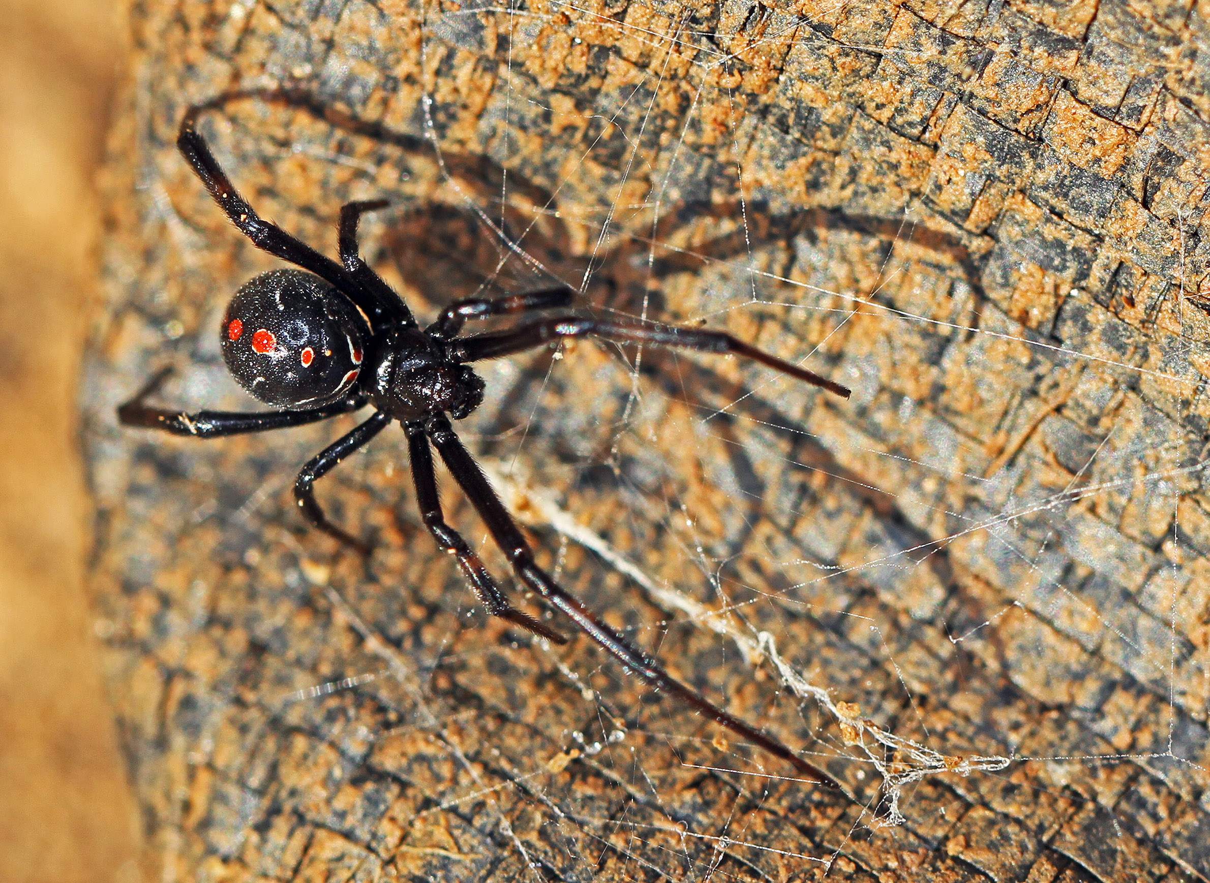 Northern Black Widow Is Rare In Wisconsin But Sightings Spiked In 2017 Wiscontext