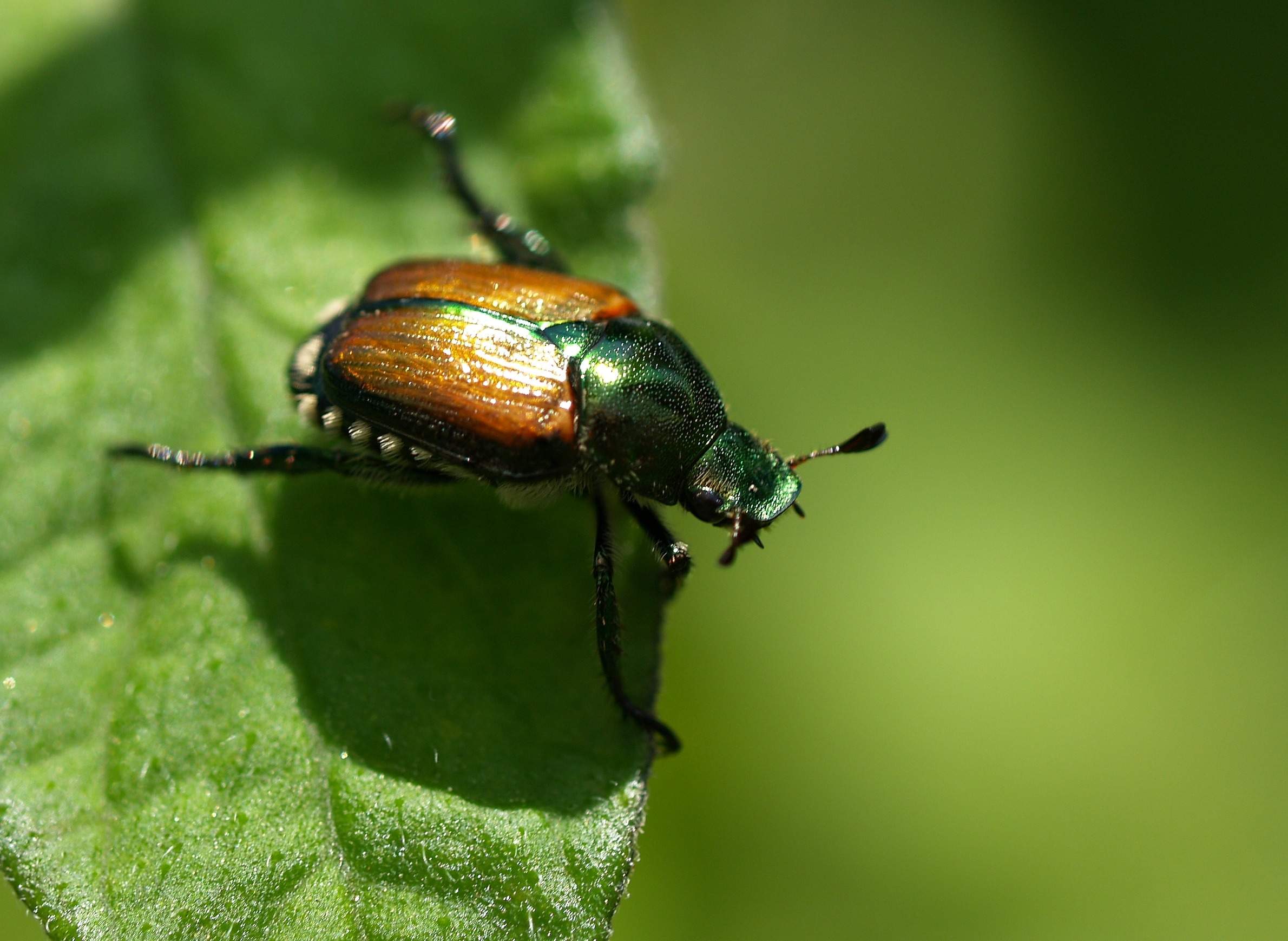 japanese beetle life cycle wisconsin - Imogene Durham