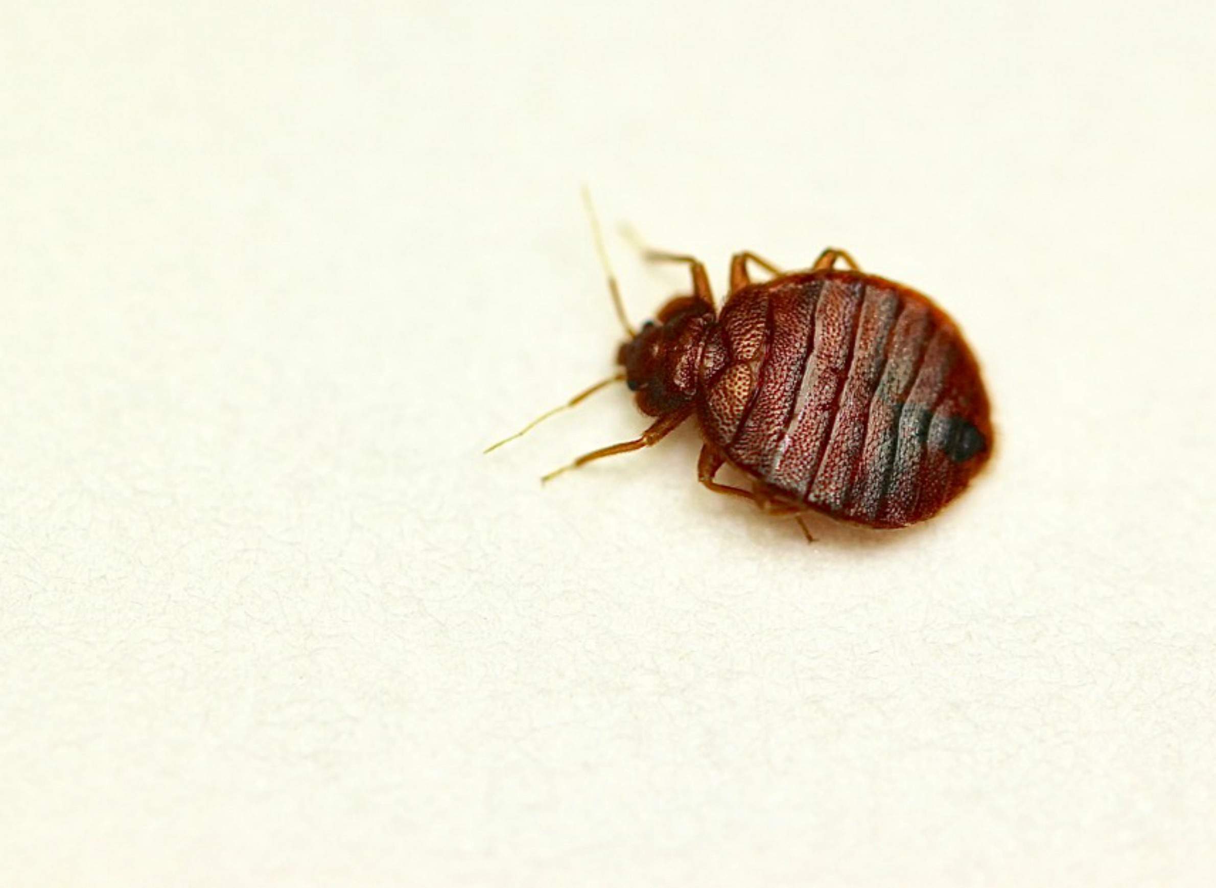 Don T Let The Bed Bugs Hitchhike Wiscontext