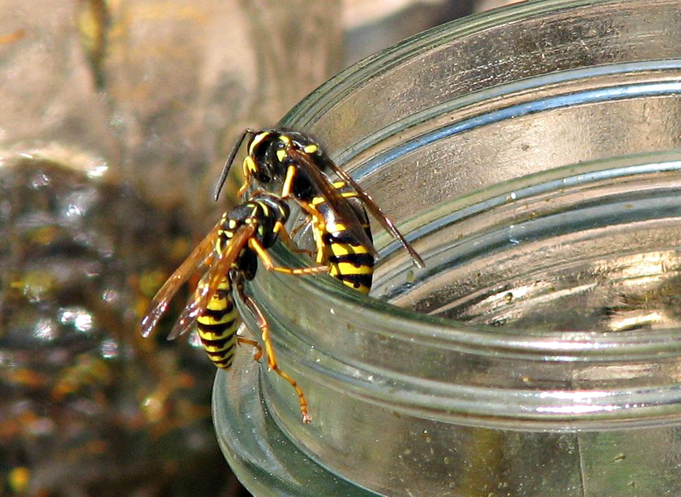 What To Do When Wasps Get Too Close For Comfort Wiscontext
