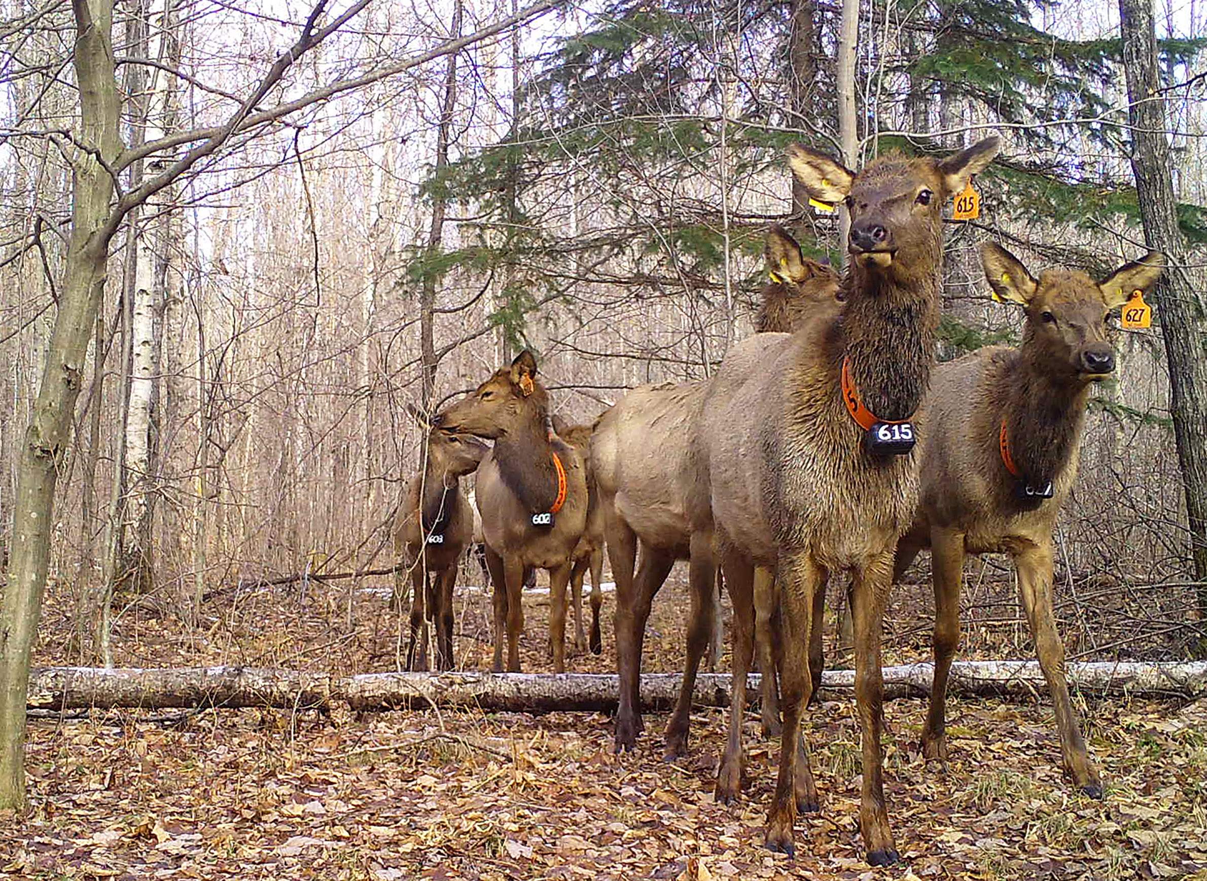 What The Advance Of Cwd Means For Wisconsin S Elk Wiscontext