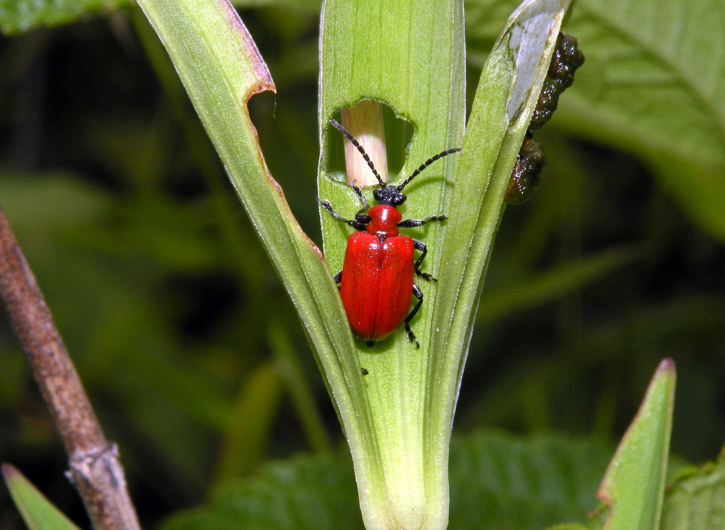 Effektivitet Peru Opsætning The Lily Leaf Beetle Jumps To New Footholds Across Wisconsin | WisContext