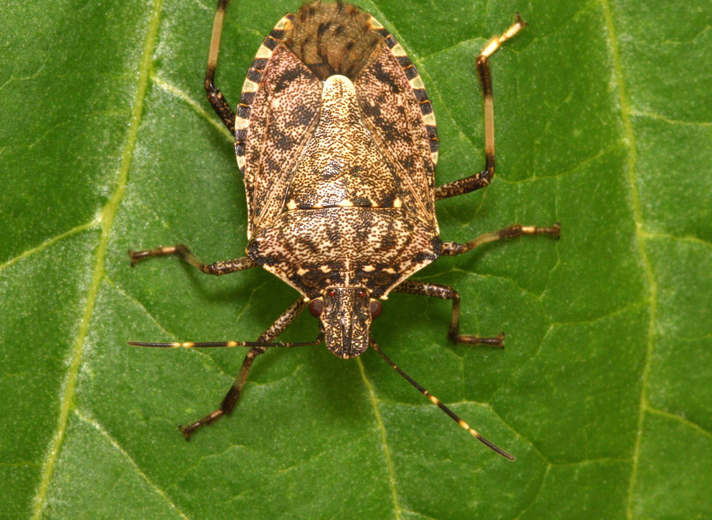 Invasive Stink Bug Moves In On Homes And Crops In Wisconsin