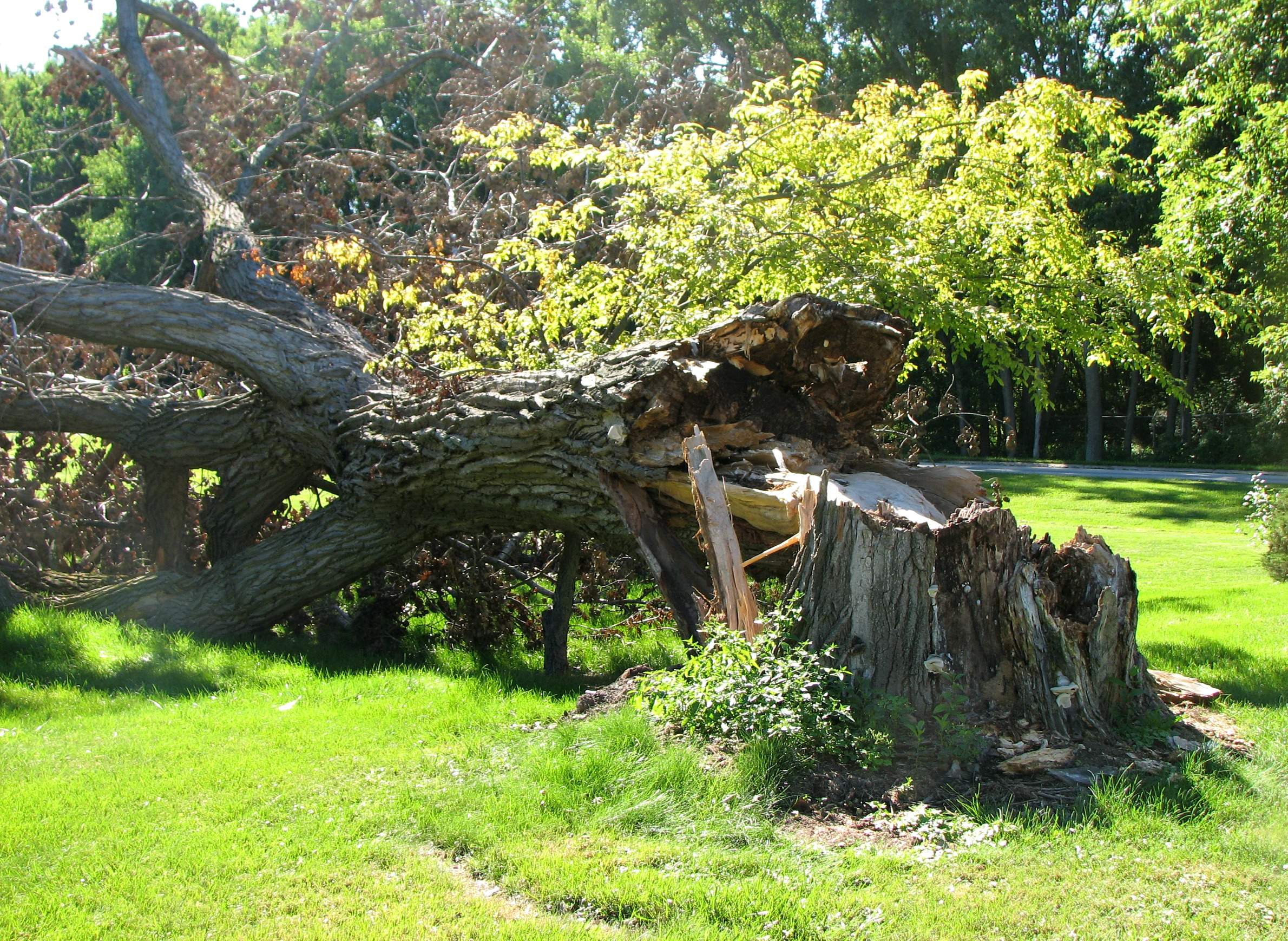 How Trees Can Become Debris Wiscontext