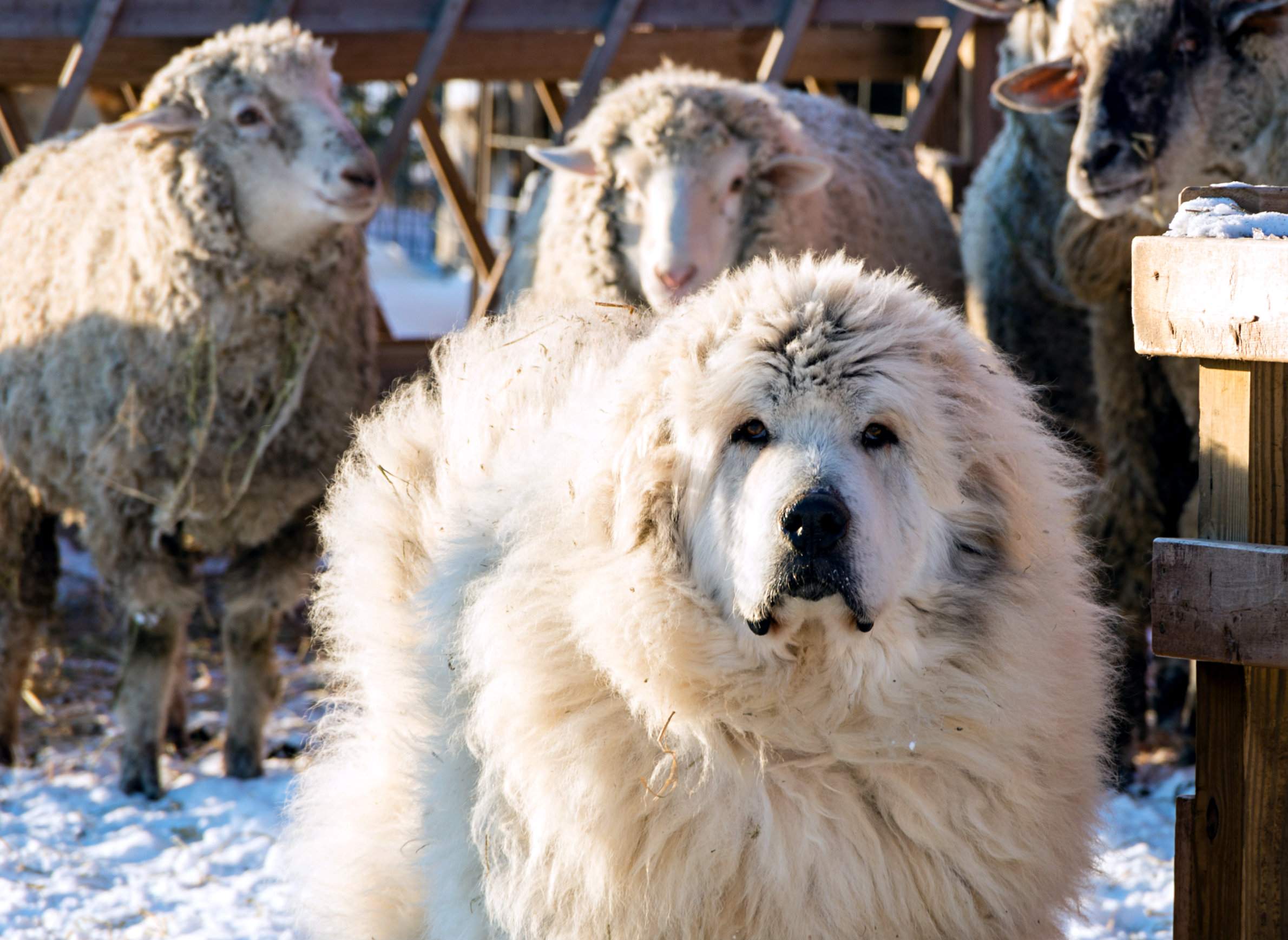 What Dog Protects Sheep