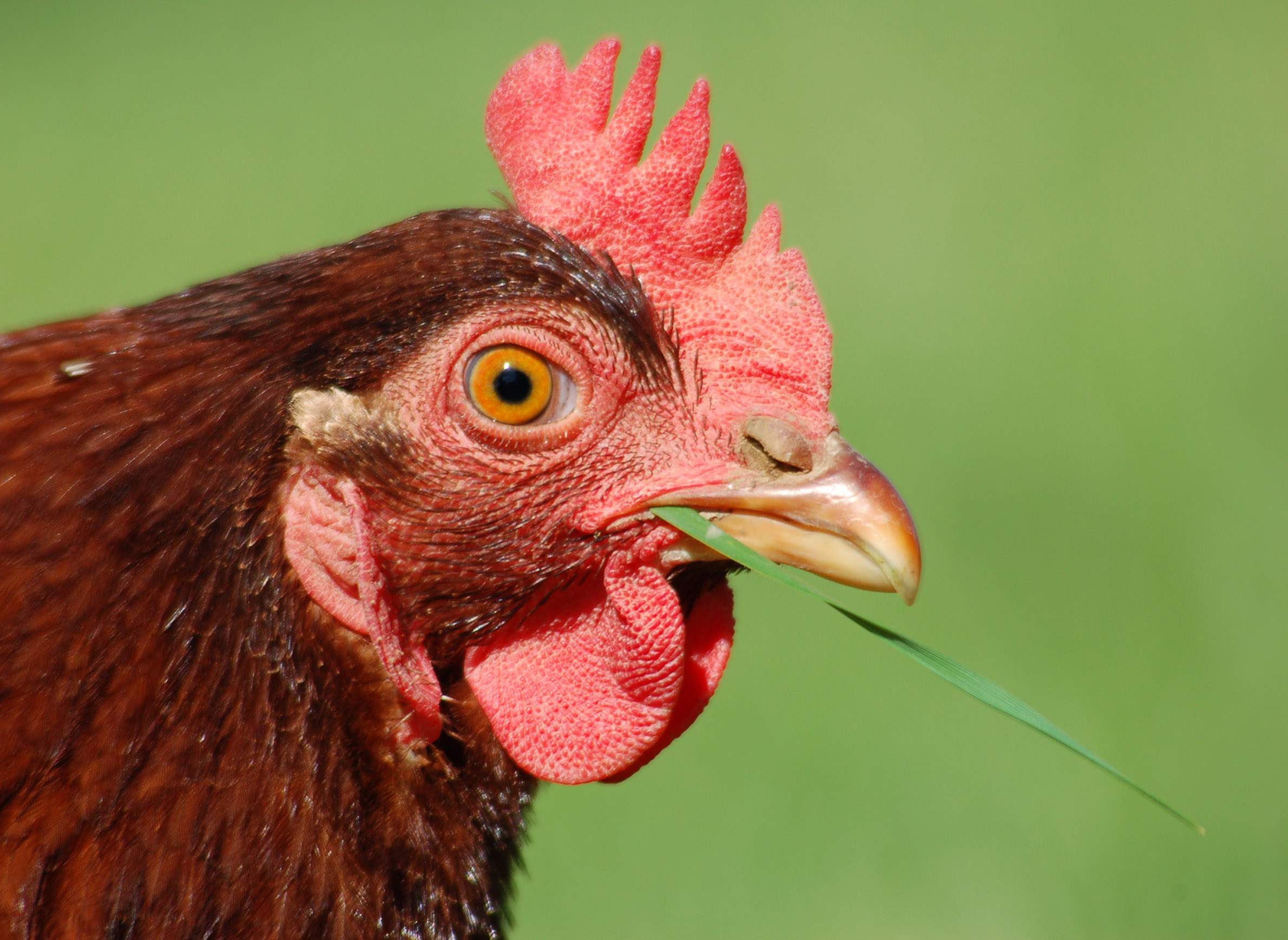 Picking The Proper Chicken For A Backyard Coop Wiscontext