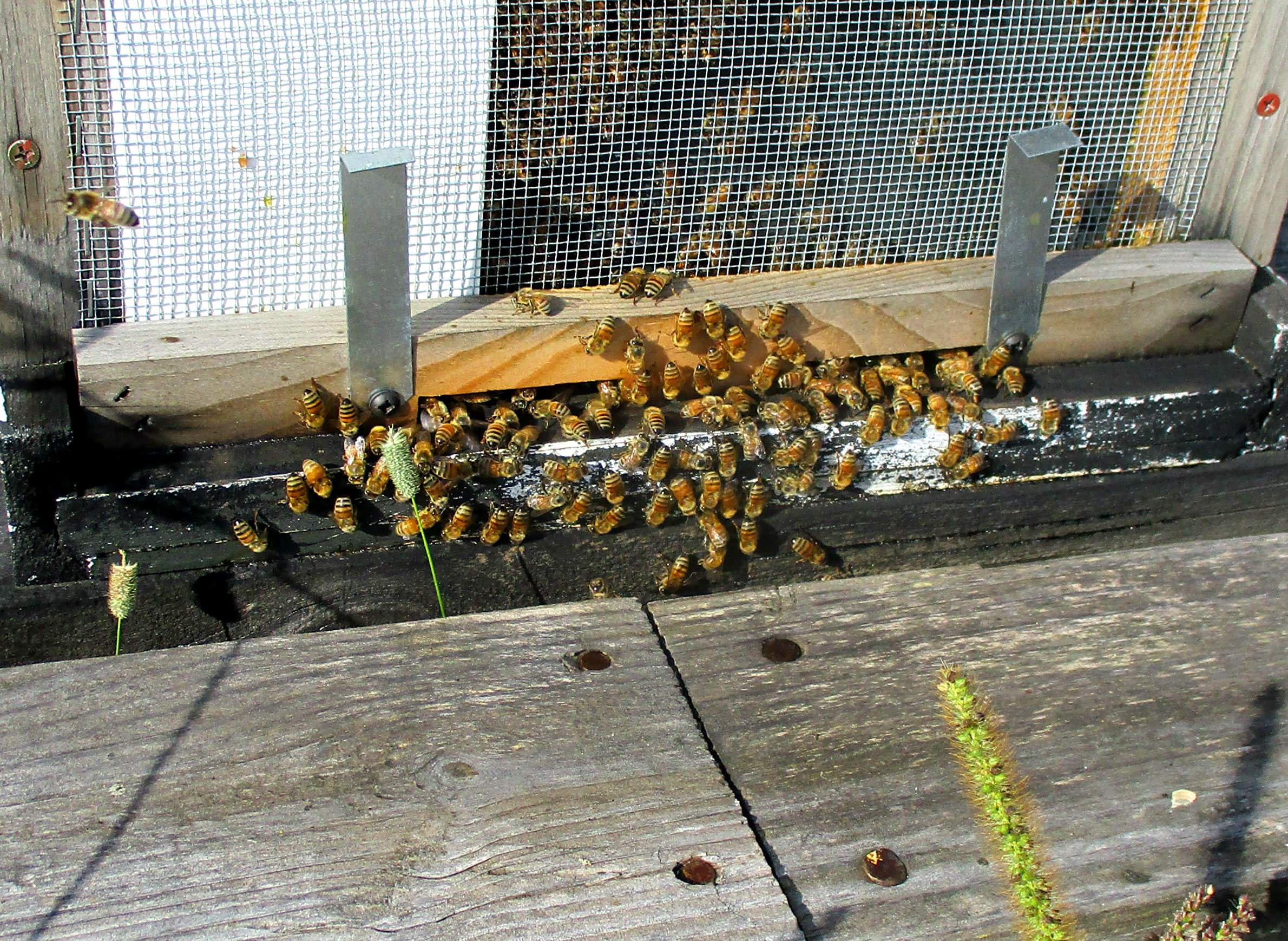 A Year In The Life Of A Beekeeper Wiscontext
