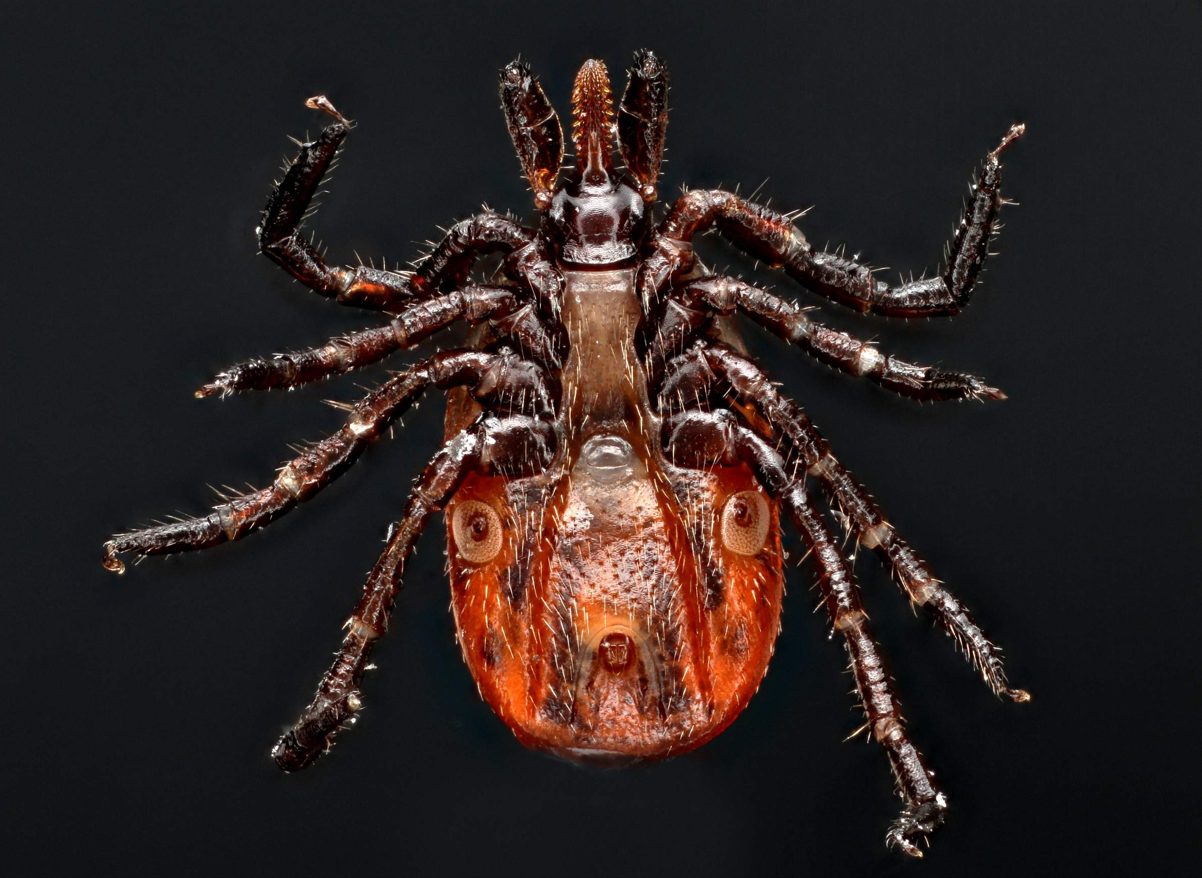 Deer Ticks In Wisconsin And The Diseases They Carry Wiscontext