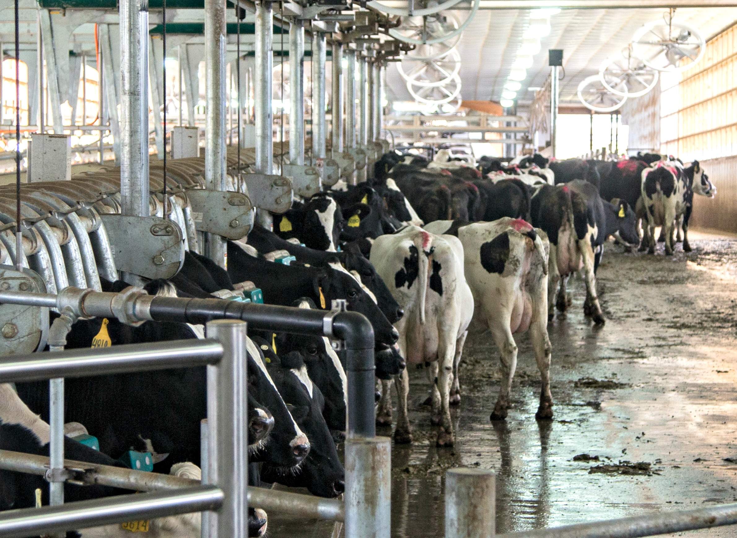 Series: CAFOs, Manure And Water | Page 4 | WisContext