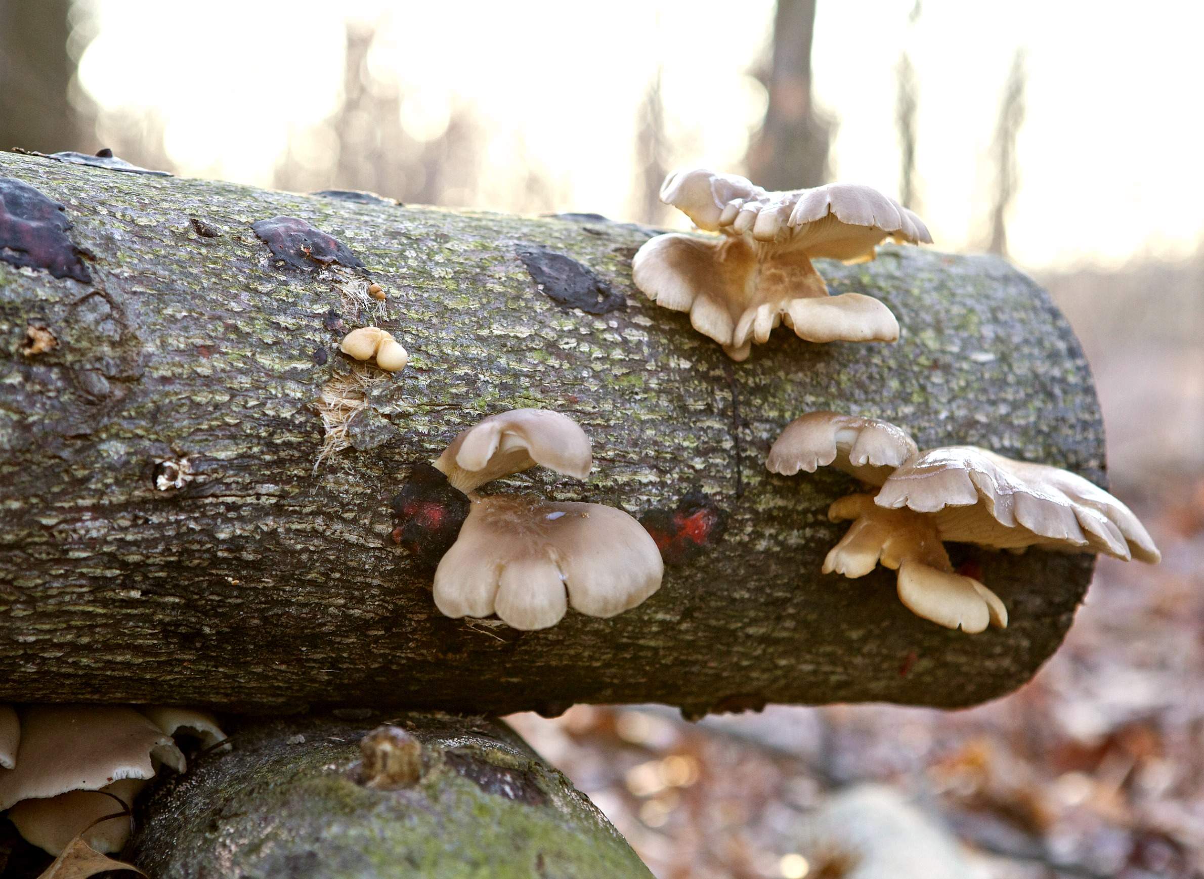 Growing Mushrooms Spawns Possibilities For Gardens And Menus Wiscontext