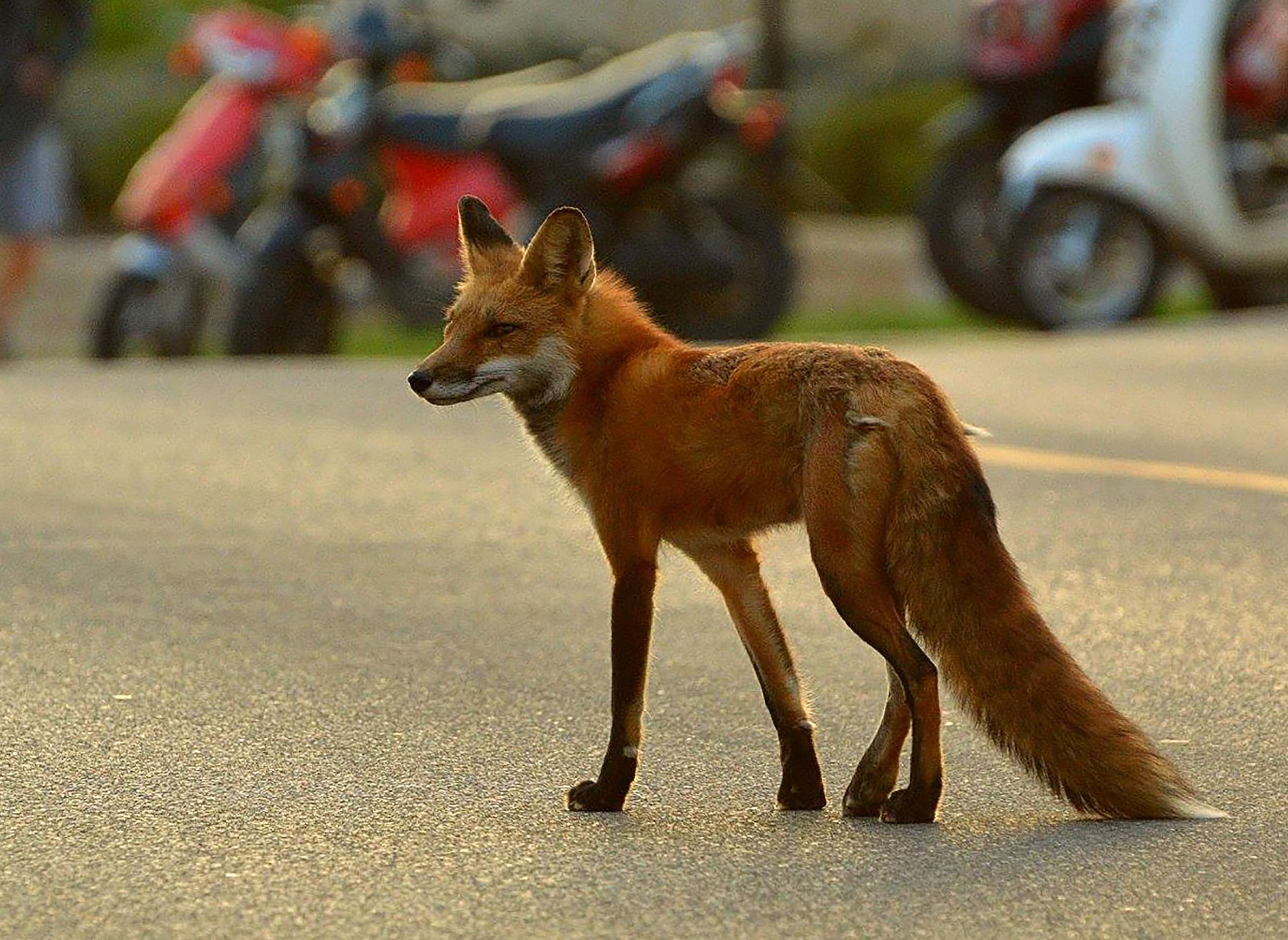 red fox