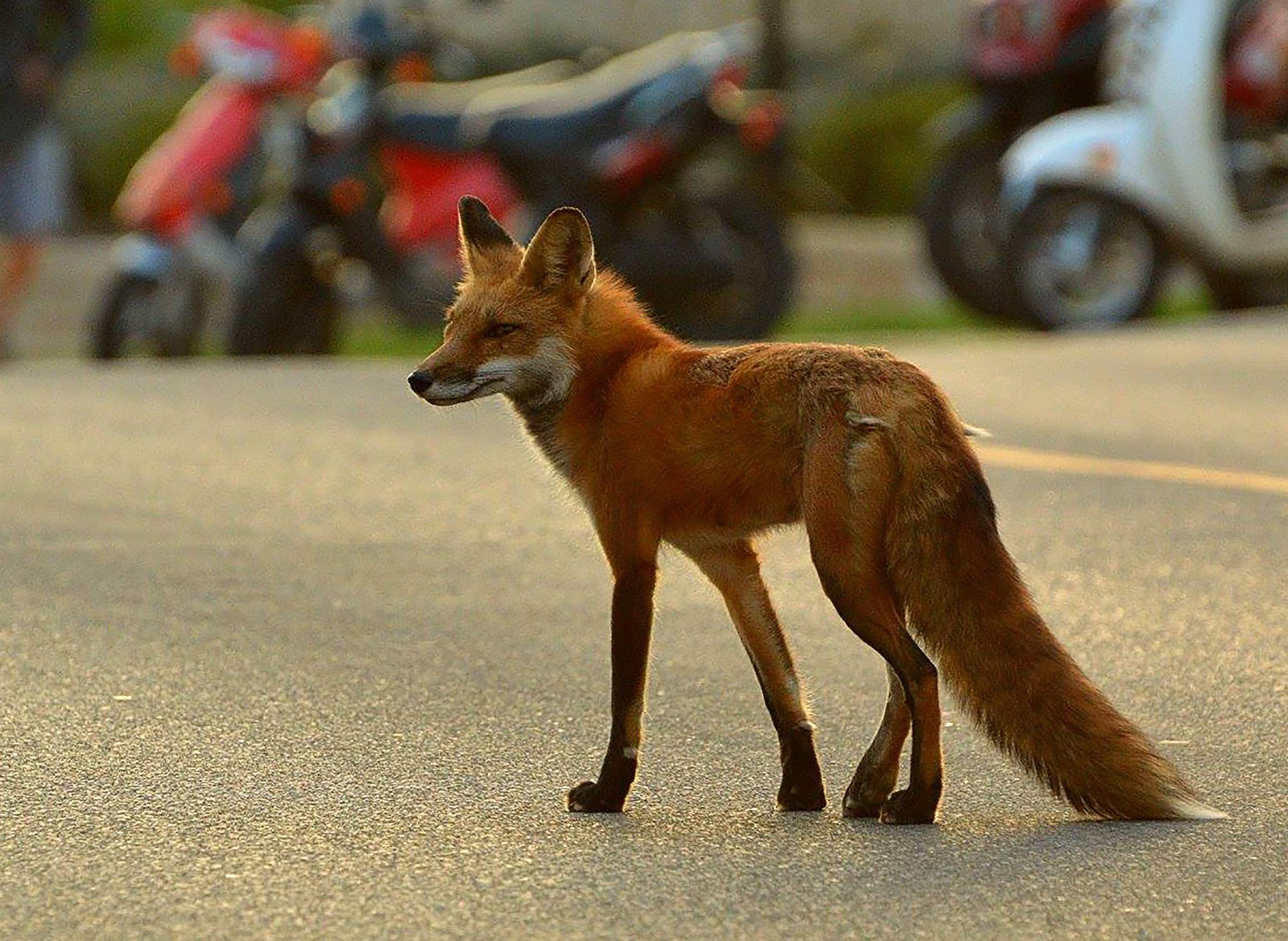 Animals That Look Like Foxes - Fox Or Coyote How To Tell Them Apart