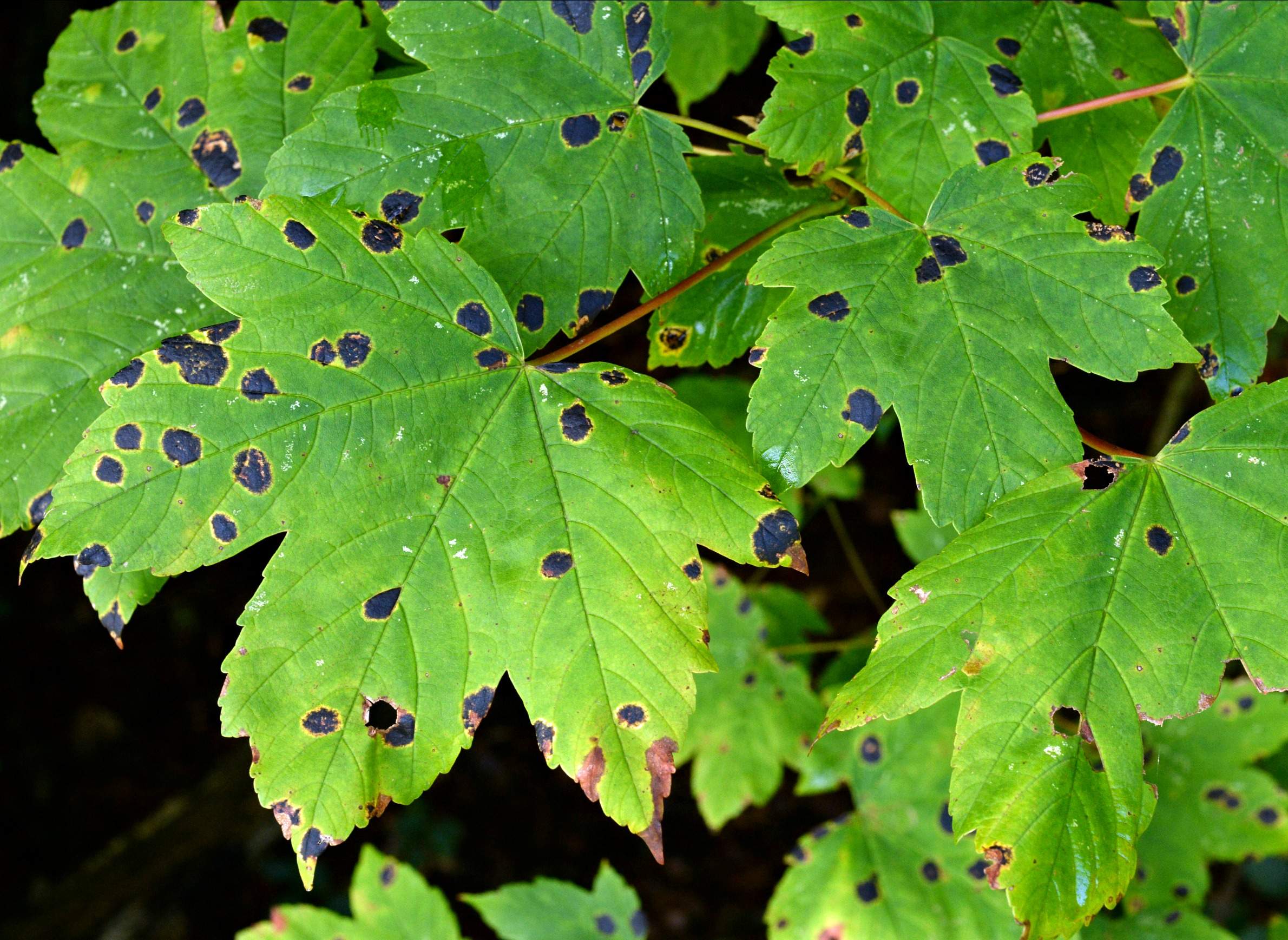 Wet Weather Increases Tar Spot Disease On Maple Trees Wiscontext