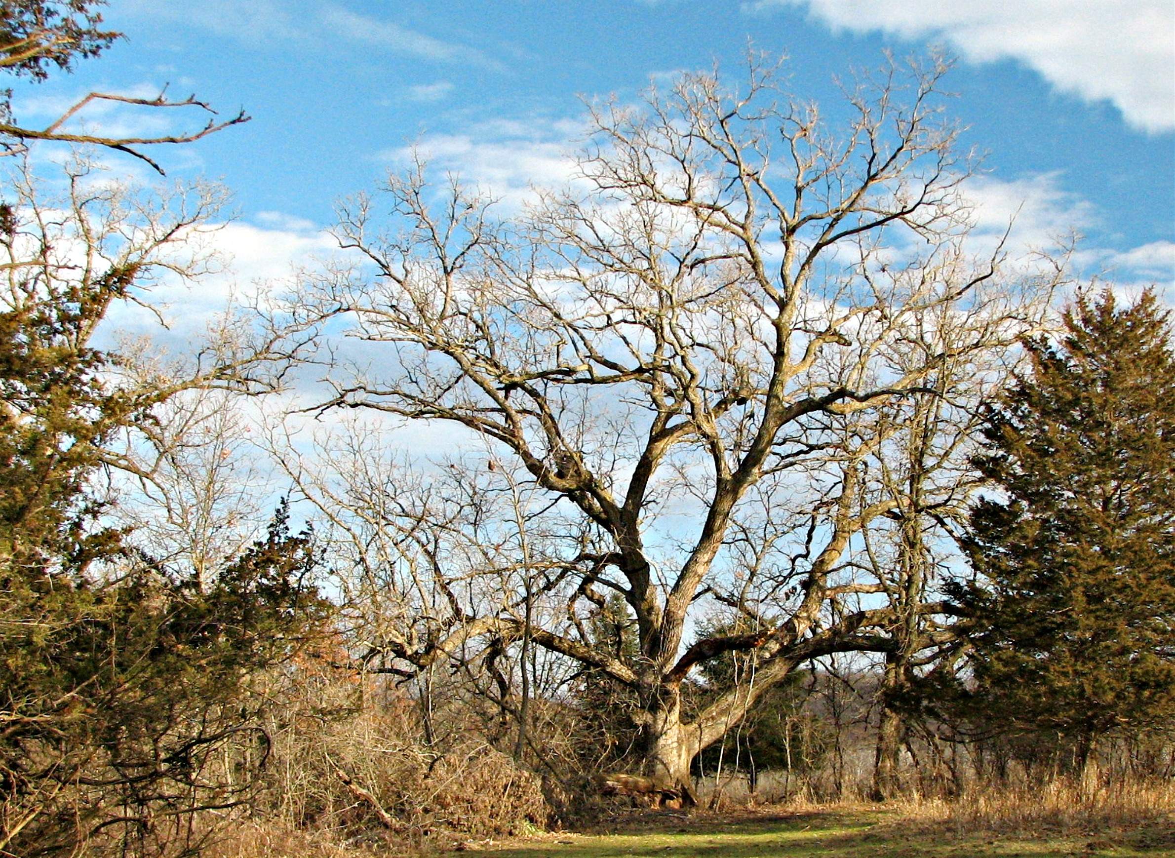 Wisconsin Oak Trees Improve Predictions About Climate Change Study Finds Wiscontext